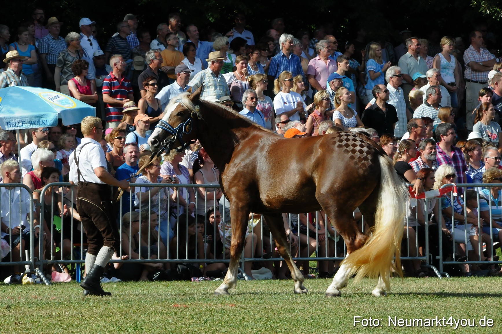 Pferde Fohlenschau 200812 0099