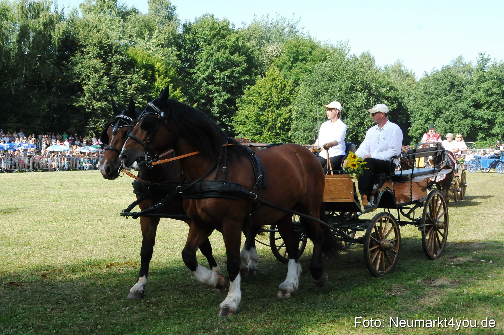 Pferde Fohlenschau 200812 0111