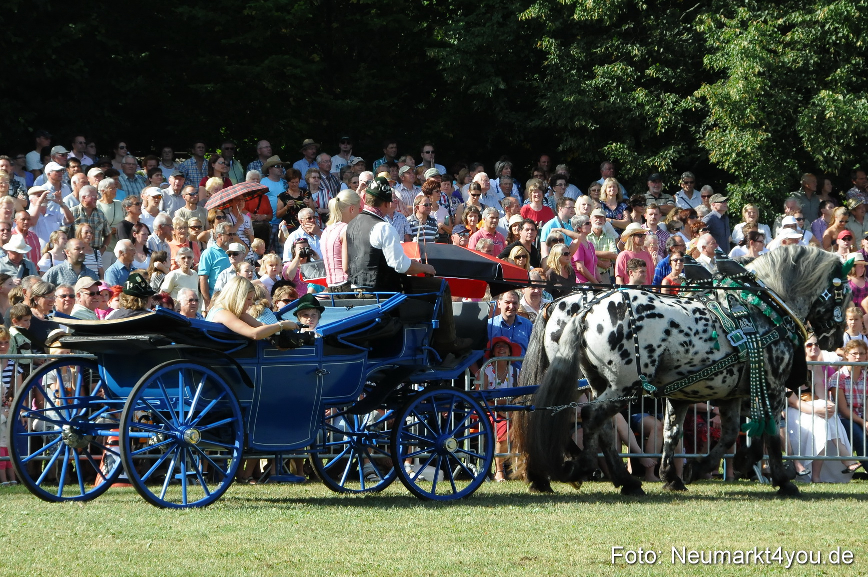 Pferde Fohlenschau 200812 0113