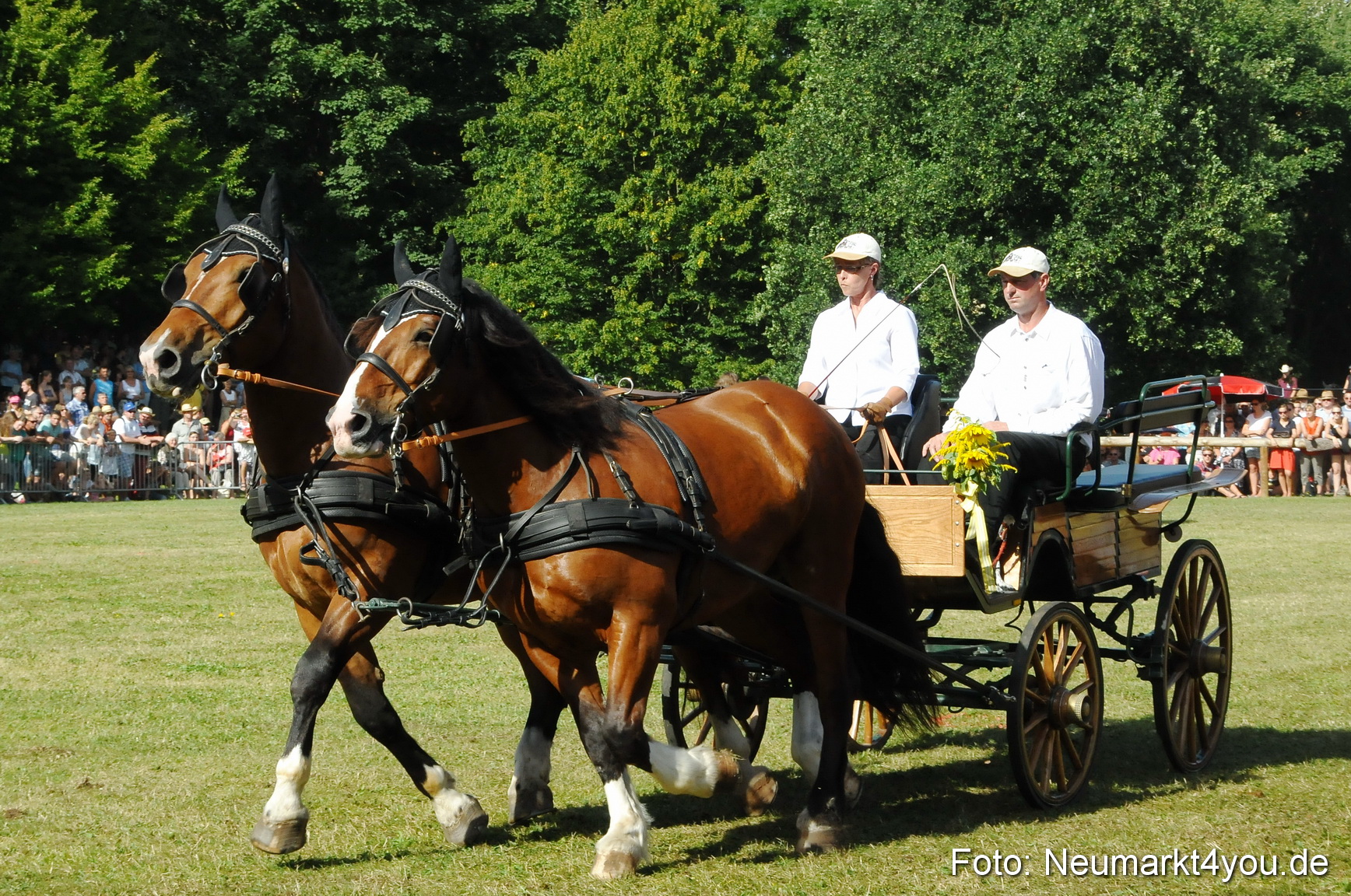 Pferde Fohlenschau 200812 0119