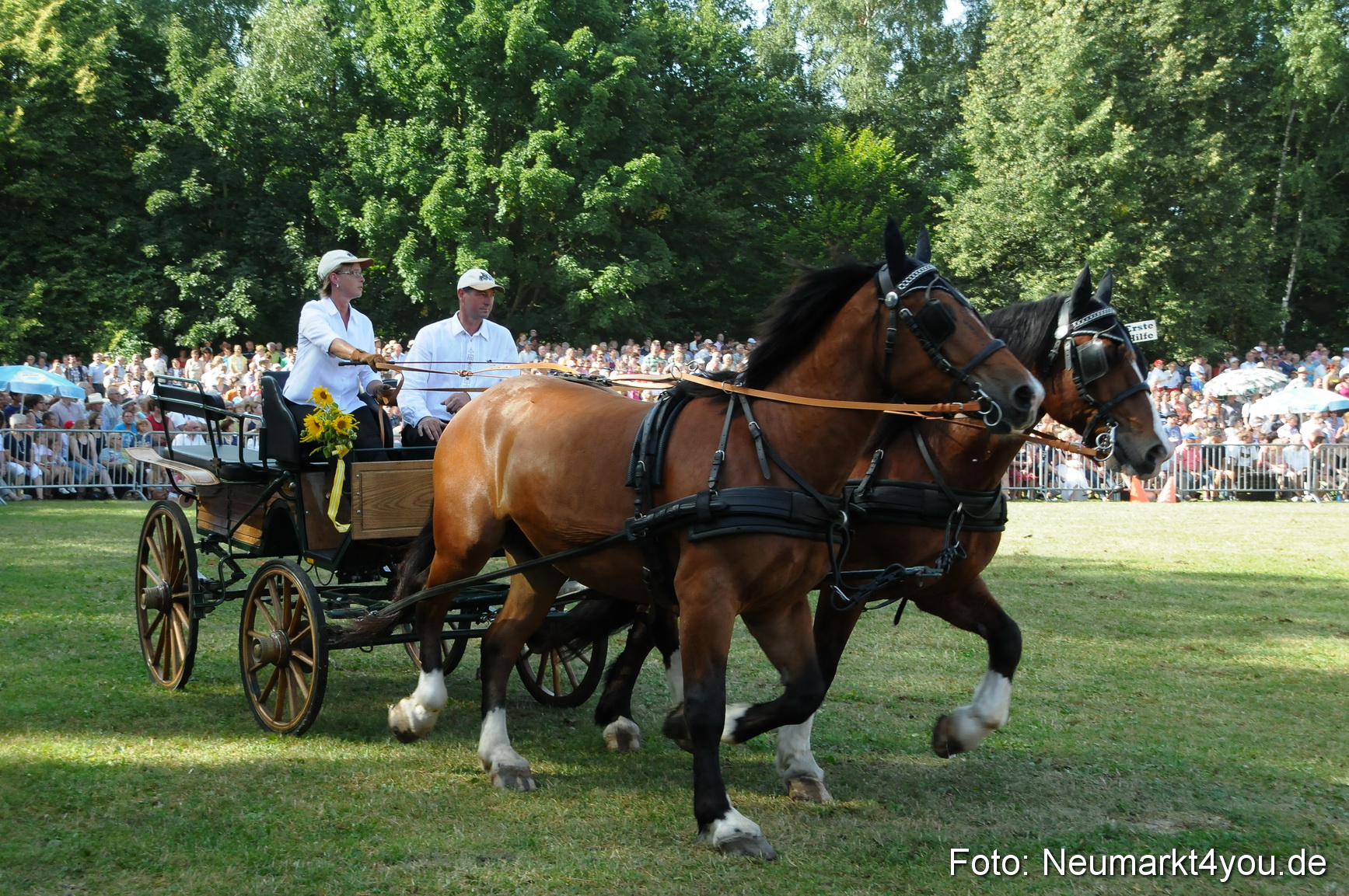 Pferde Fohlenschau 200812 0120