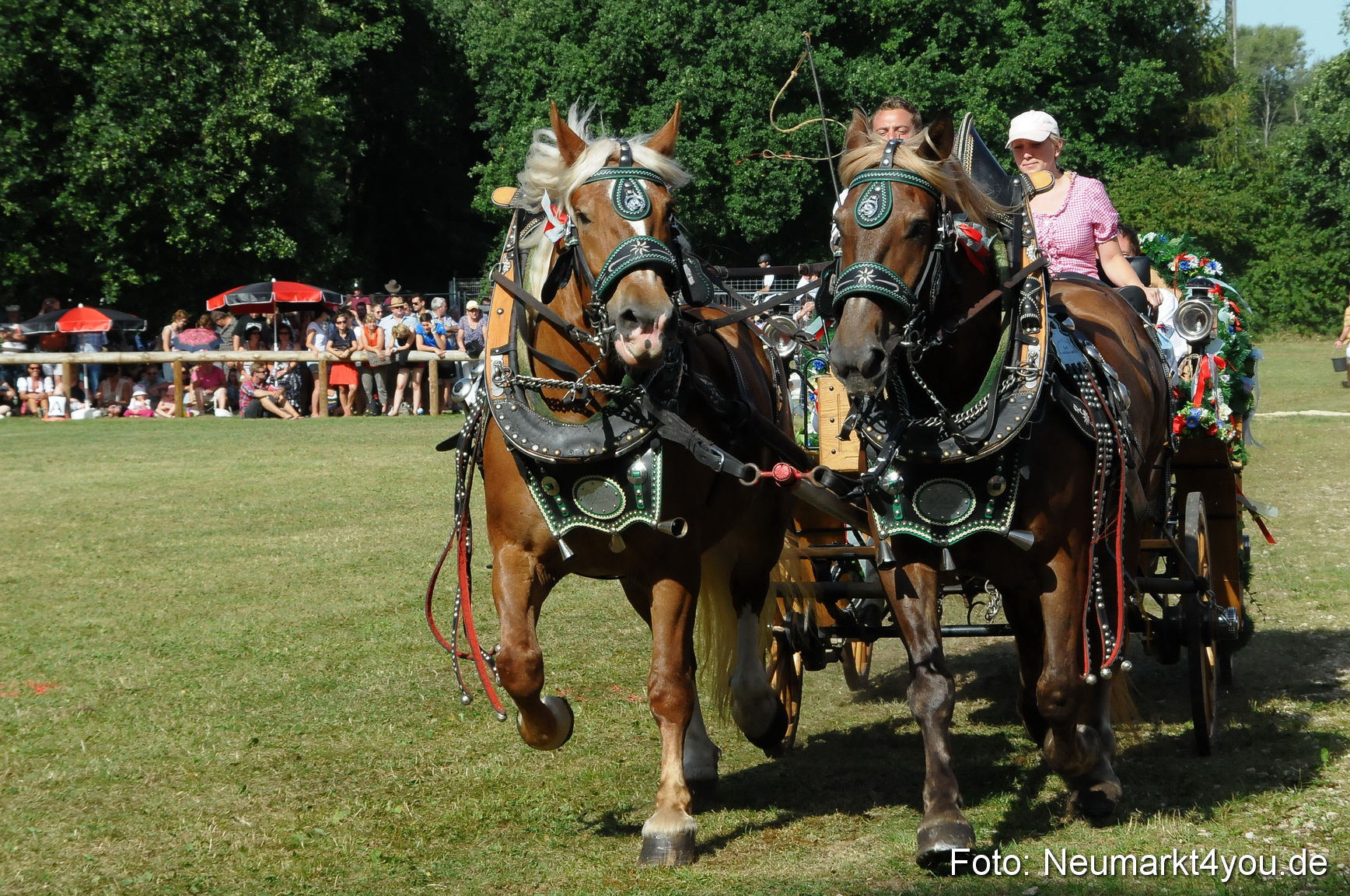Pferde Fohlenschau 200812 0128