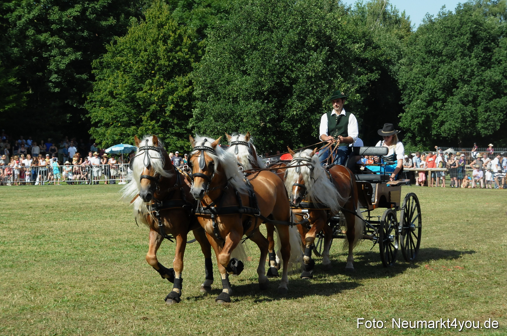 Pferde Fohlenschau 200812 0184