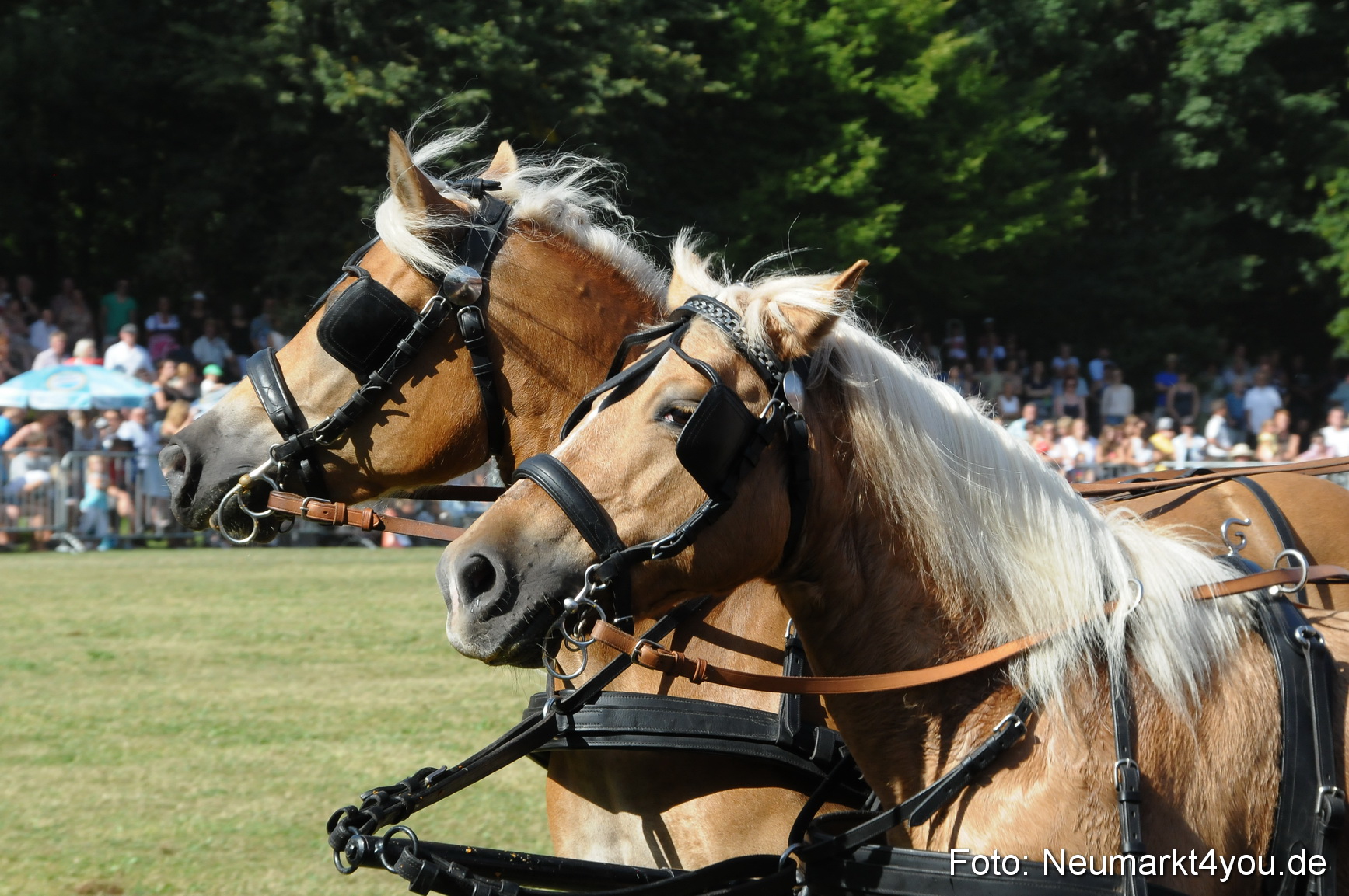 Pferde Fohlenschau 200812 0189