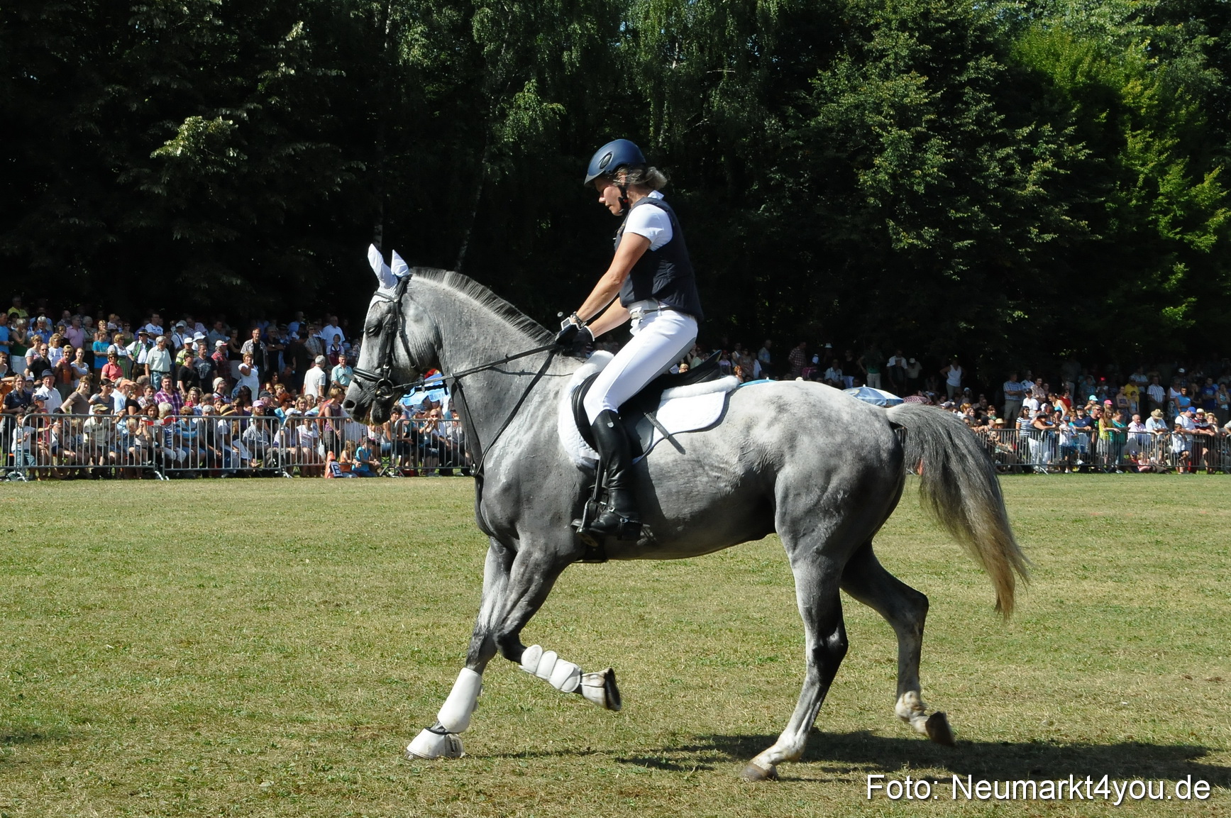 Pferde Fohlenschau 200812 0234