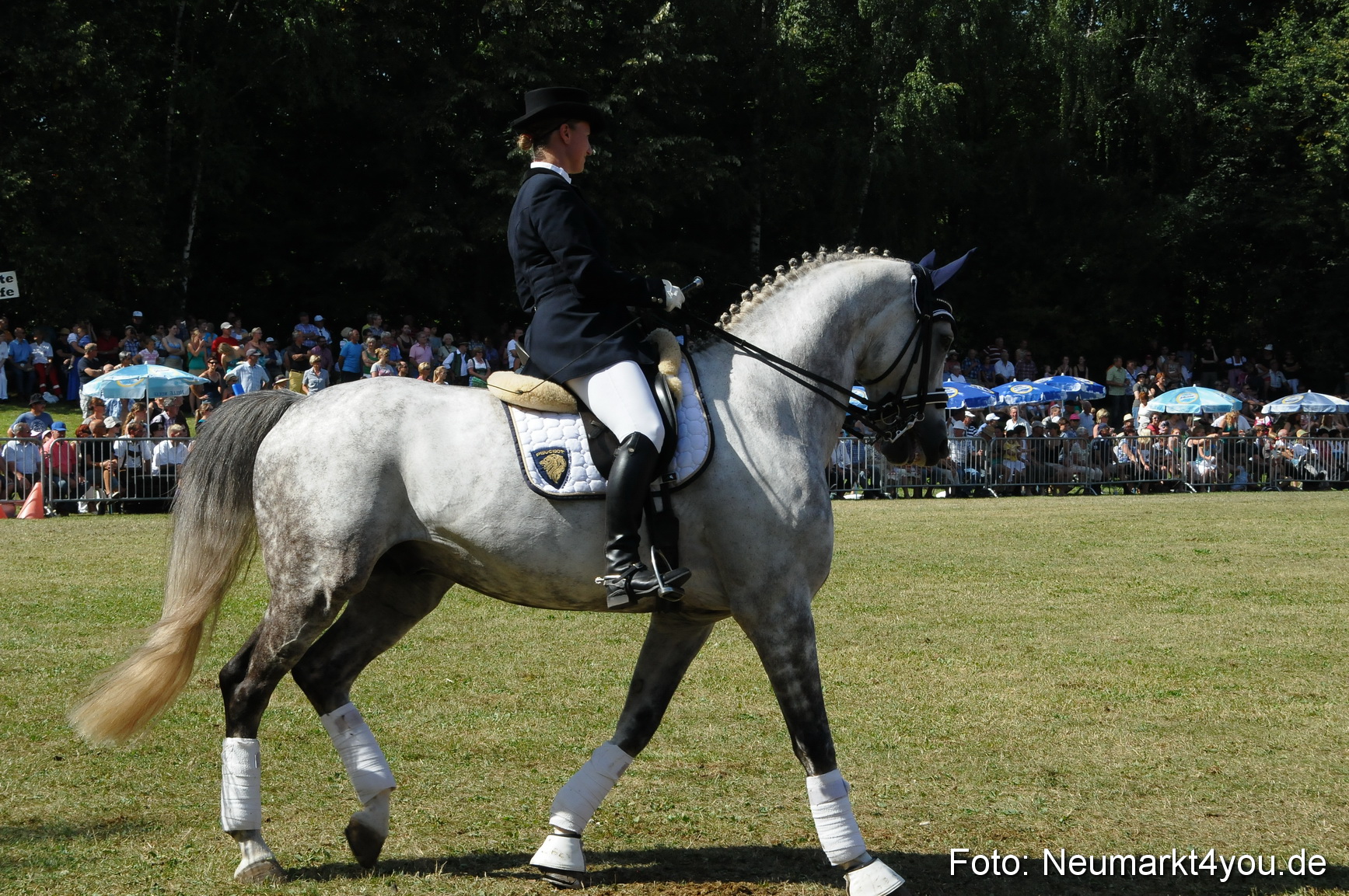 Pferde Fohlenschau 200812 0262