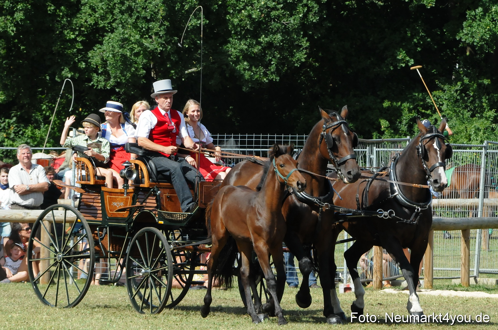 Pferde Fohlenschau 200812 0275