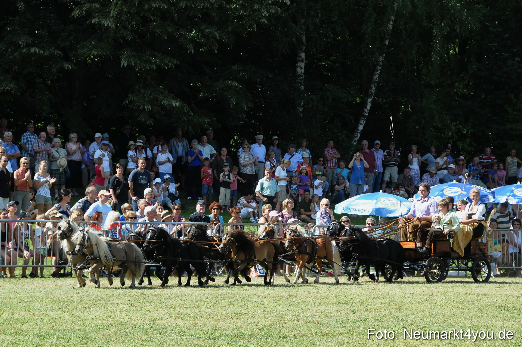 Pferde Fohlenschau 200812 0292