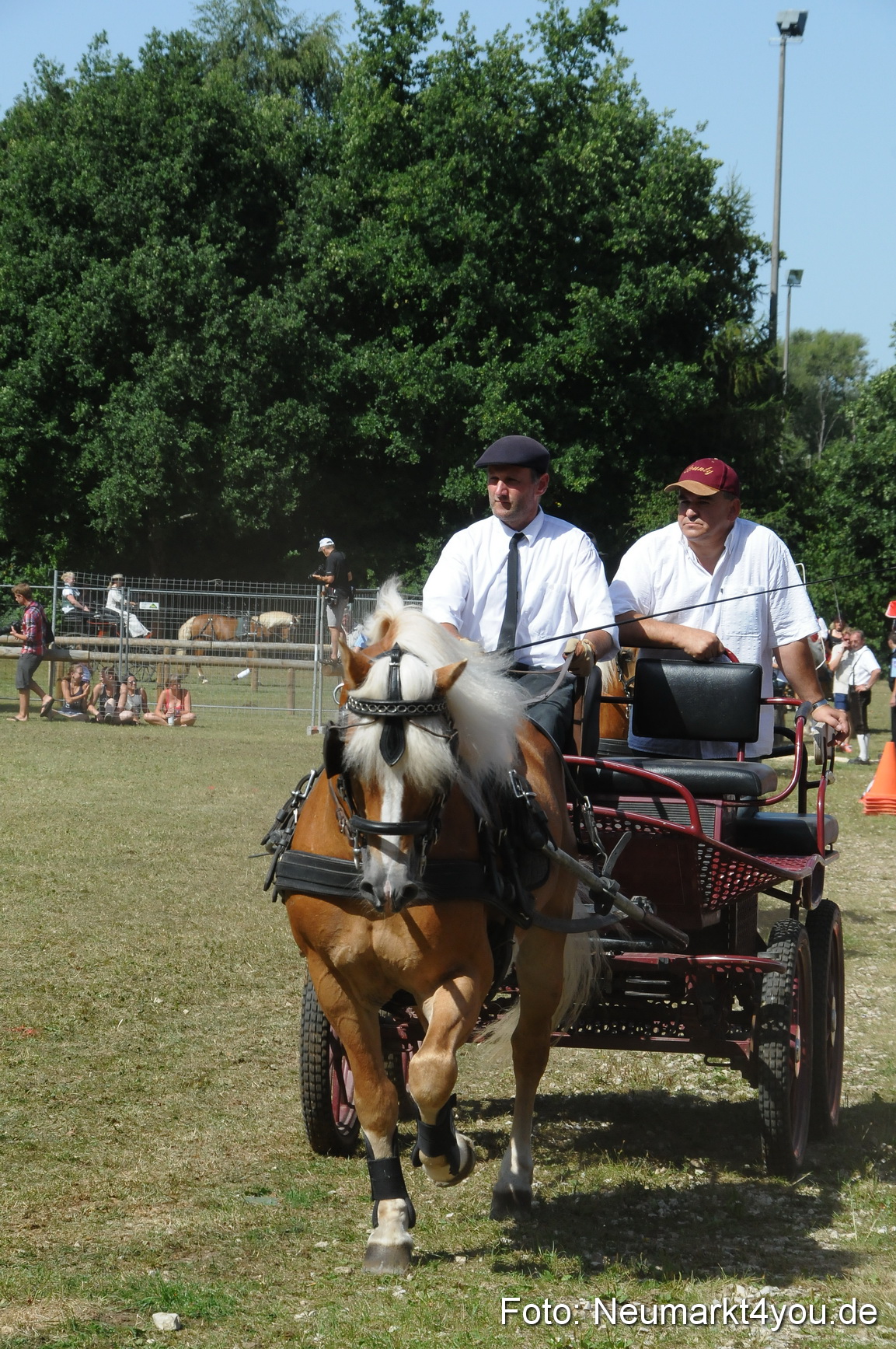 Pferde Fohlenschau 200812 0314