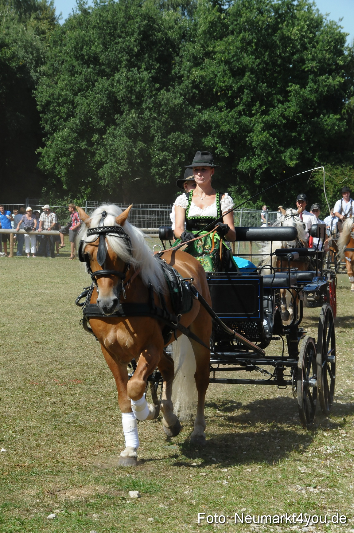 Pferde Fohlenschau 200812 0315