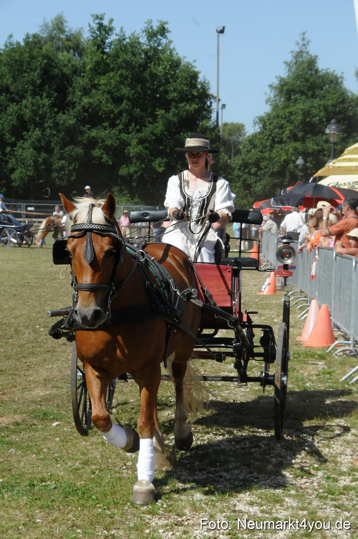 Pferde Fohlenschau 200812 0321