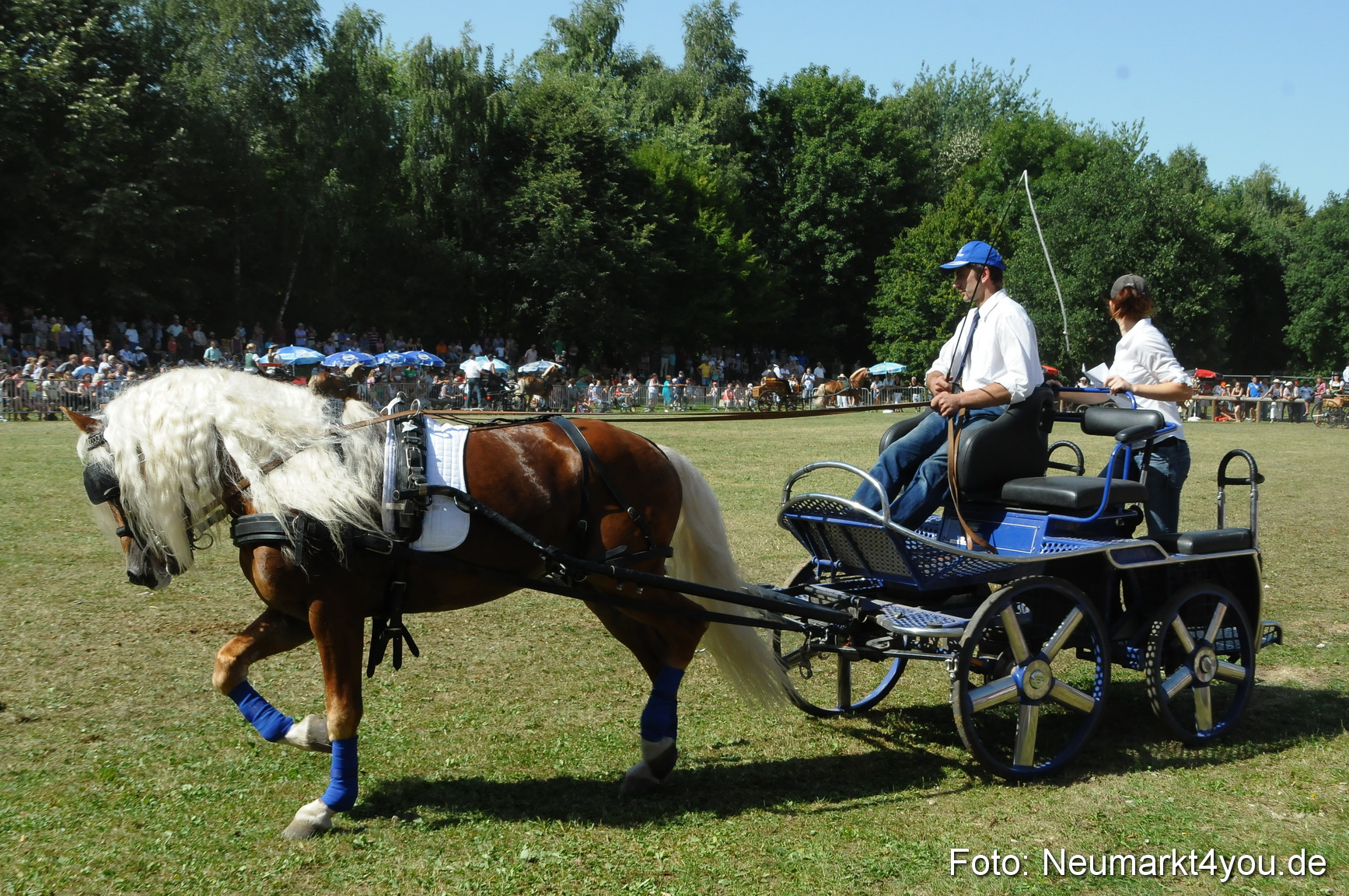 Pferde Fohlenschau 200812 0323