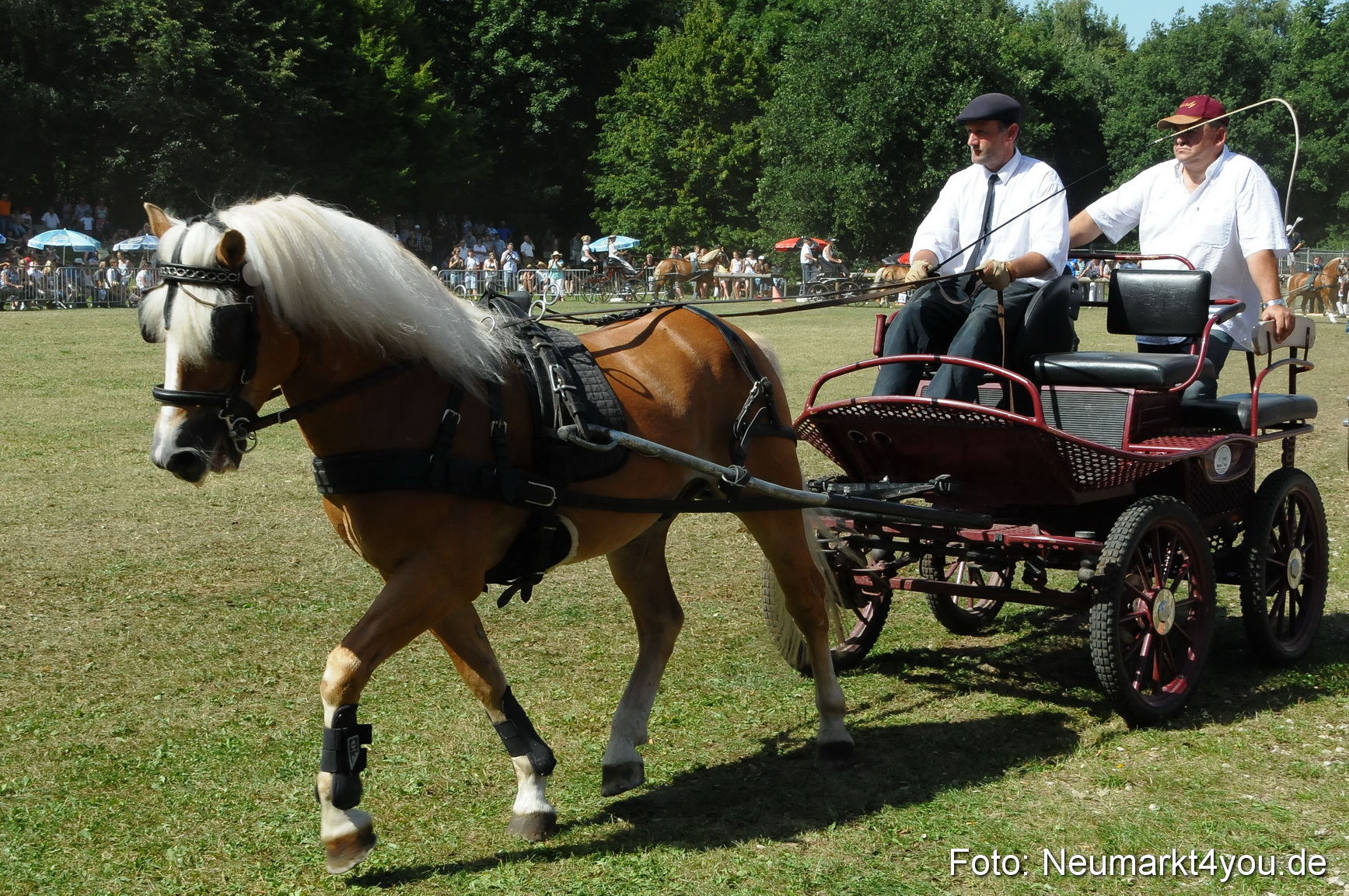 Pferde Fohlenschau 200812 0324