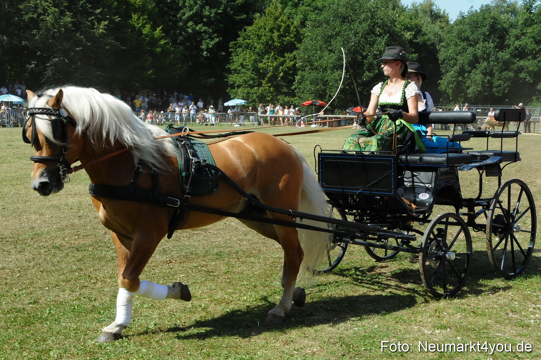 Pferde Fohlenschau 200812 0325