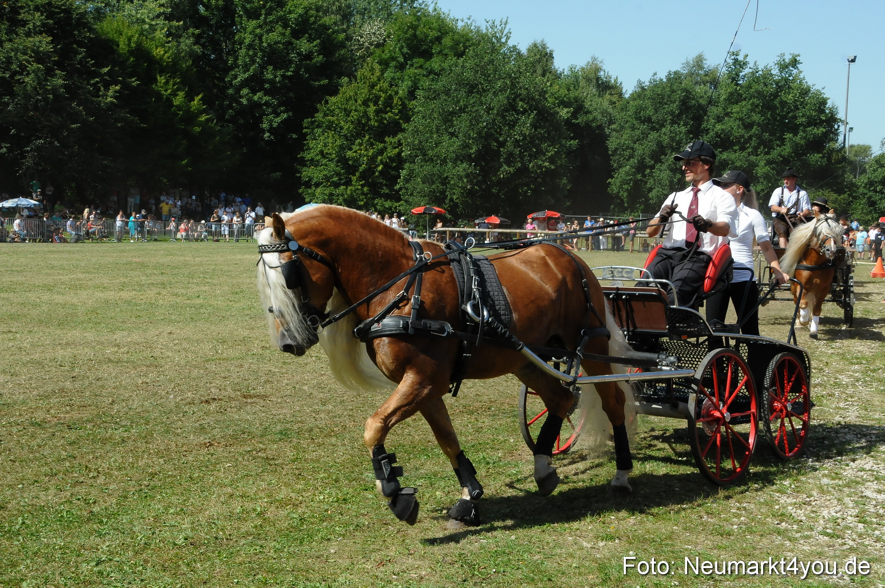 Pferde Fohlenschau 200812 0326