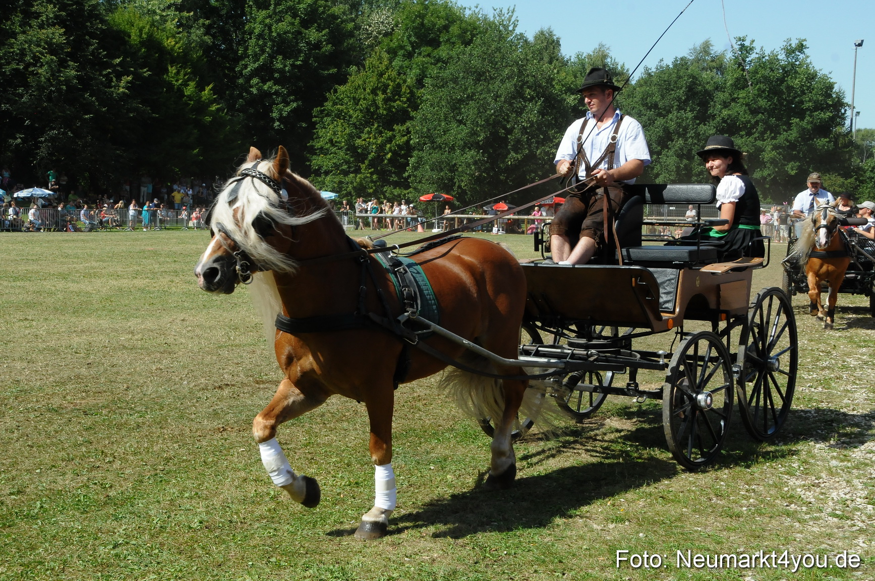Pferde Fohlenschau 200812 0327