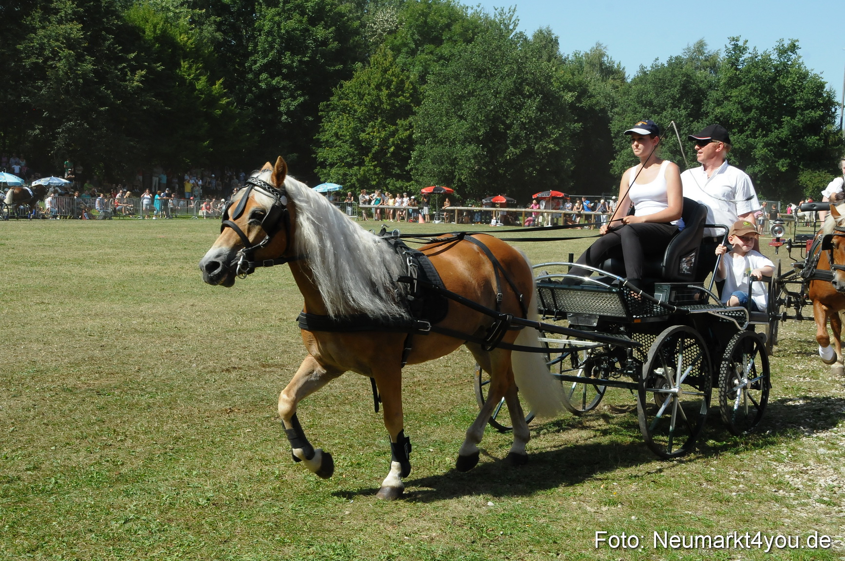 Pferde Fohlenschau 200812 0329