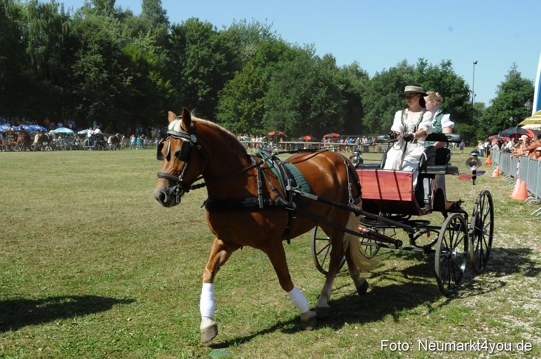 Pferde Fohlenschau 200812 0330