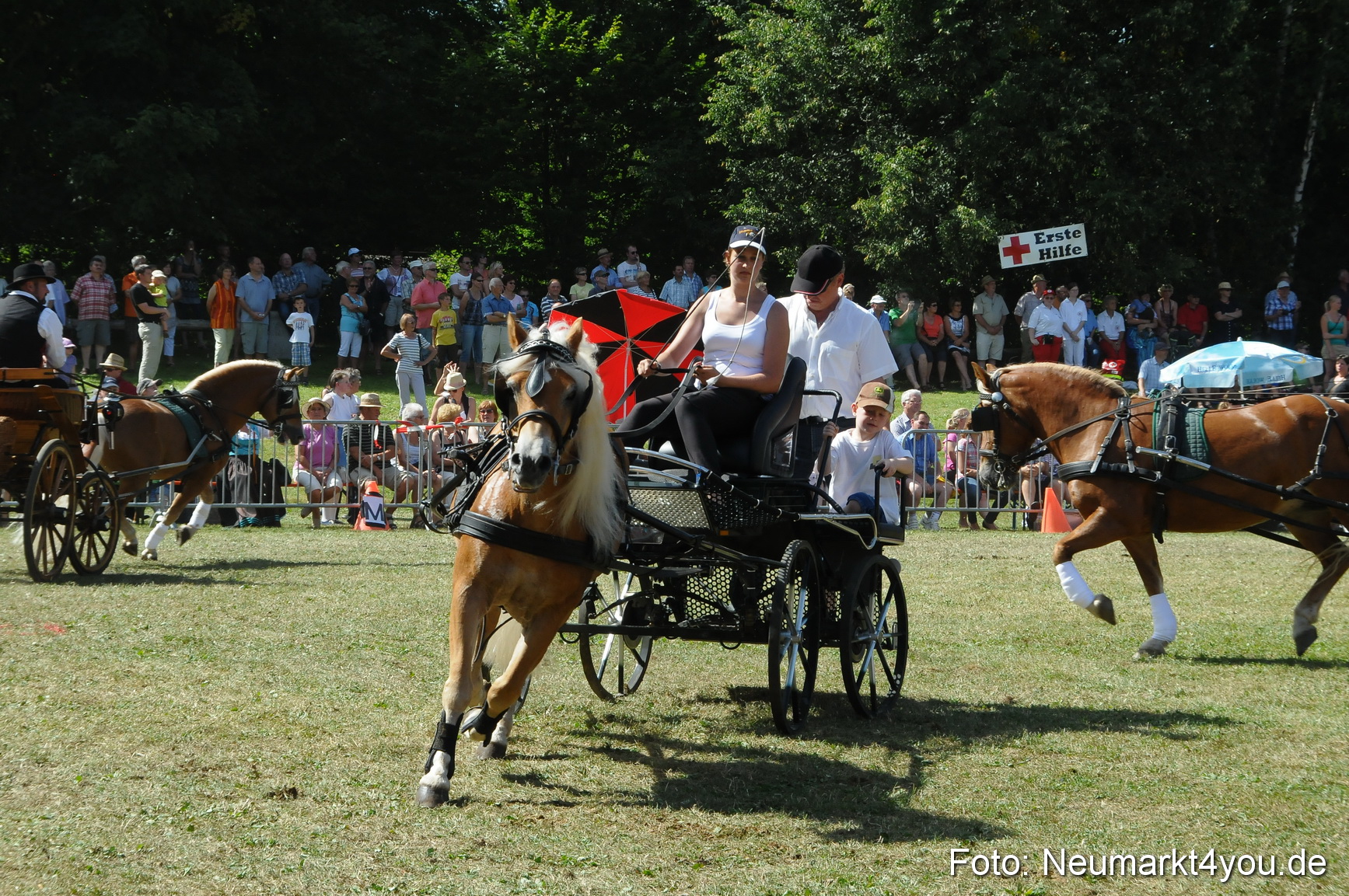 Pferde Fohlenschau 200812 0332