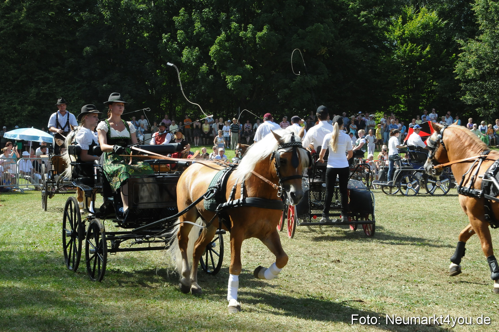 Pferde Fohlenschau 200812 0333
