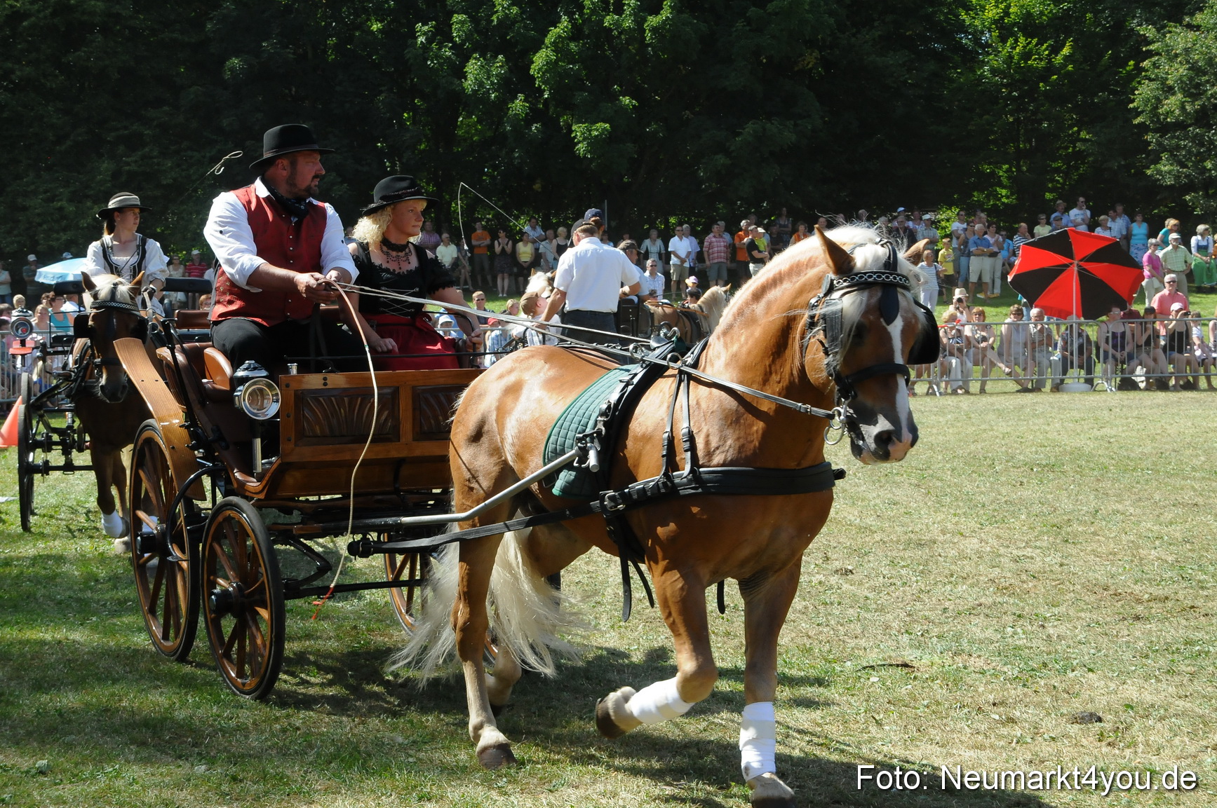 Pferde Fohlenschau 200812 0335