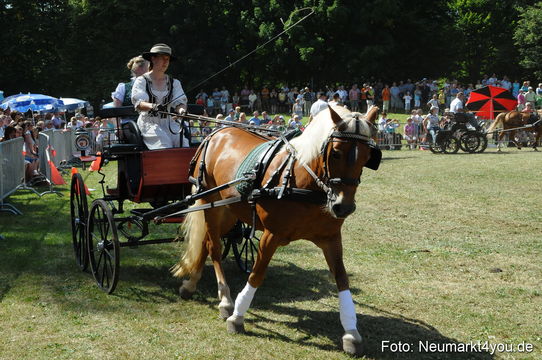 Pferde Fohlenschau 200812 0336