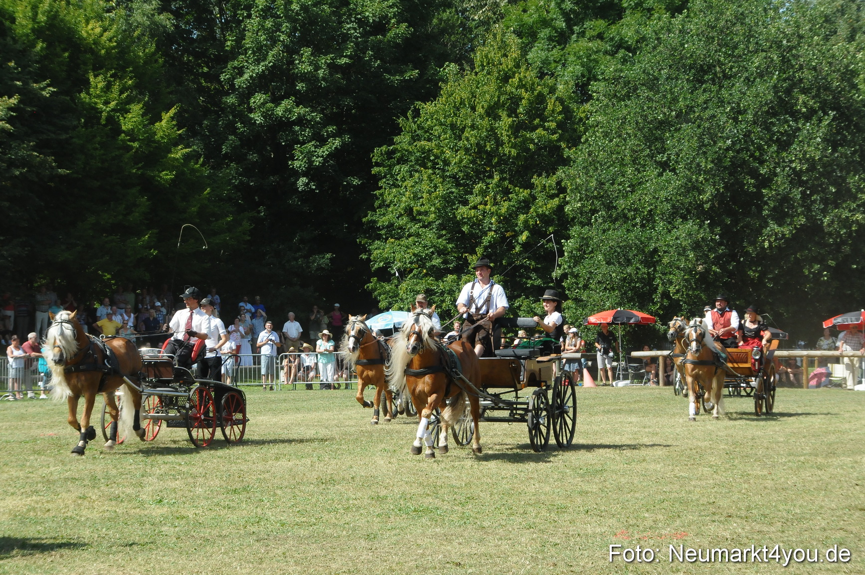 Pferde Fohlenschau 200812 0342