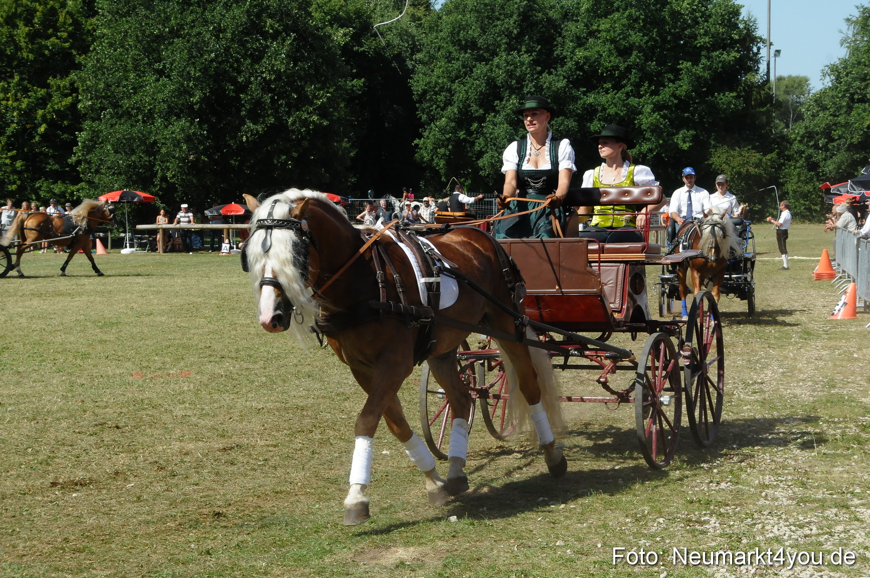 Pferde Fohlenschau 200812 0344