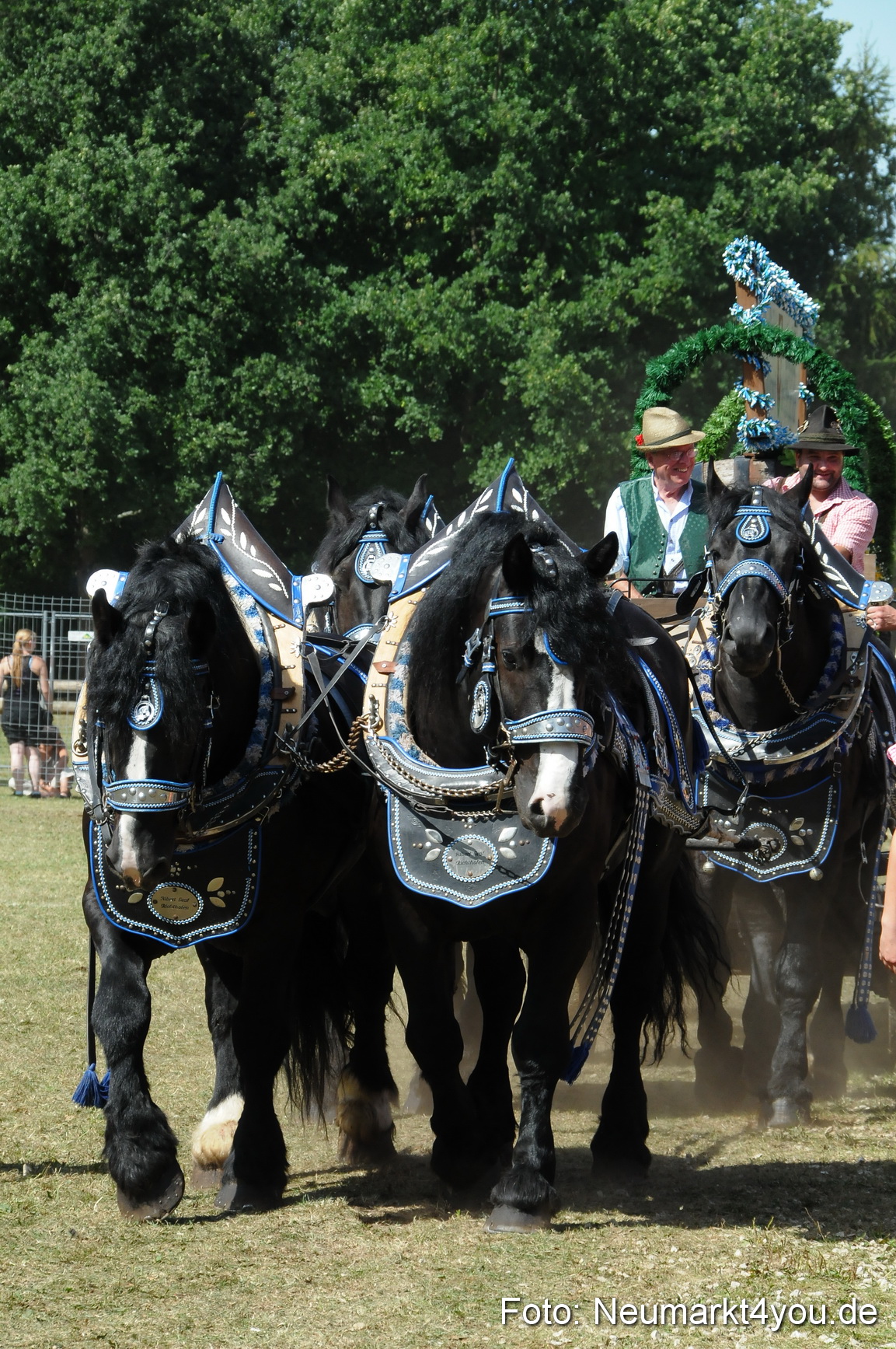 Pferde Fohlenschau 200812 0355