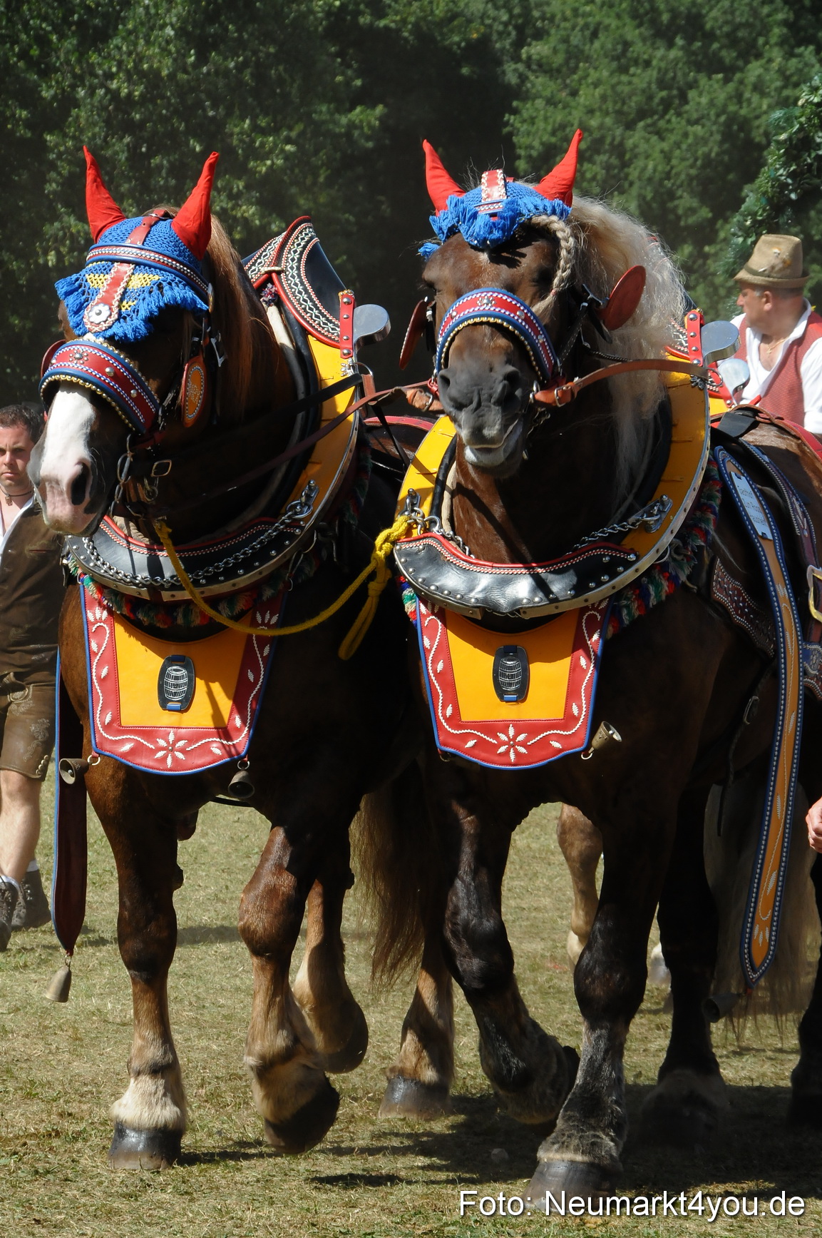 Pferde Fohlenschau 200812 0375
