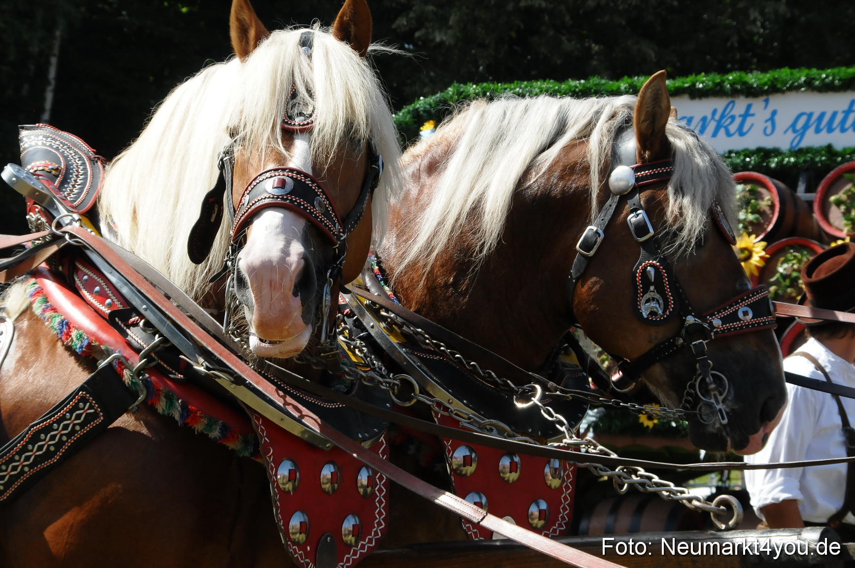 Pferde Fohlenschau 200812 0378