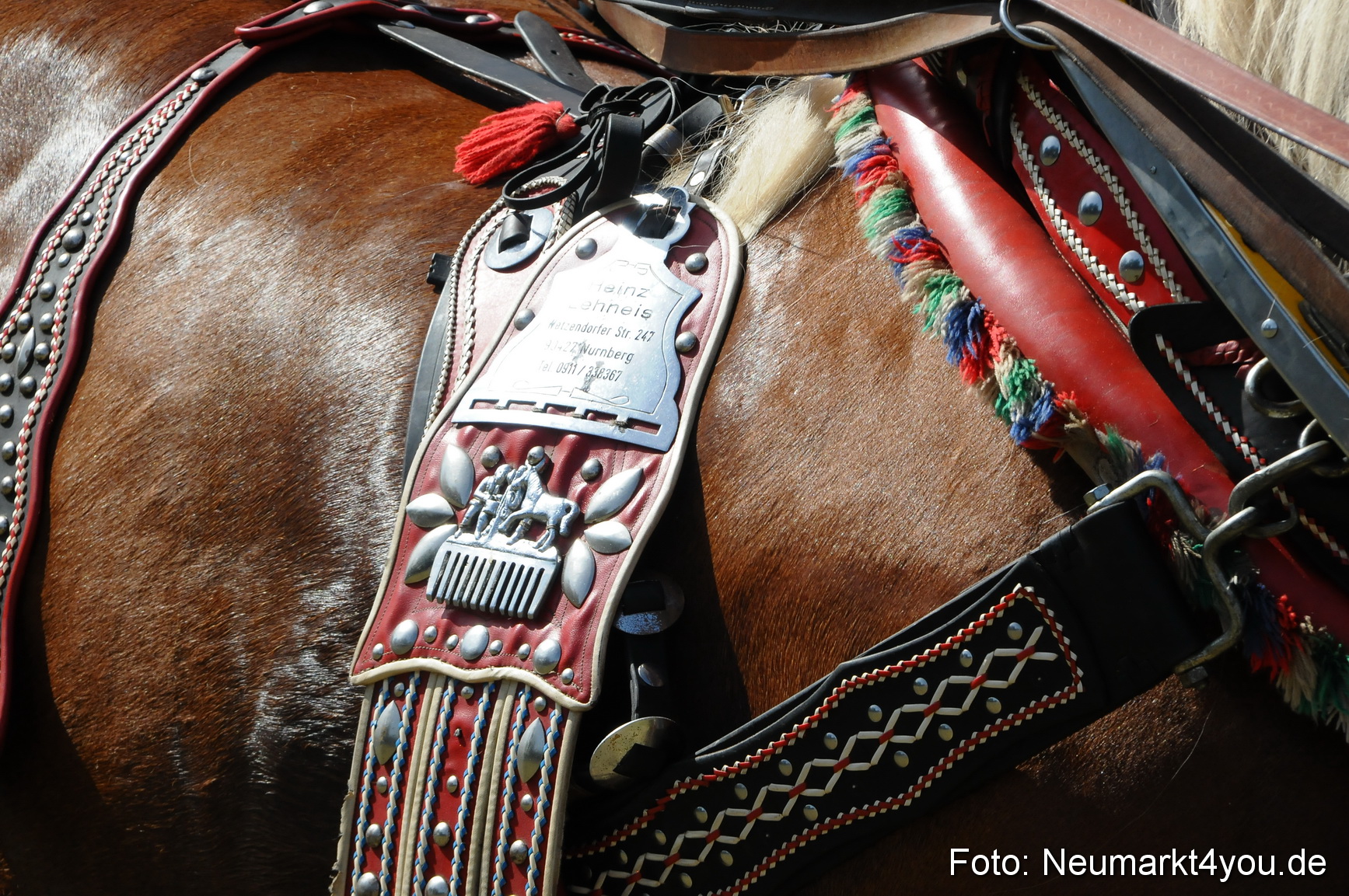 Pferde Fohlenschau 200812 0379