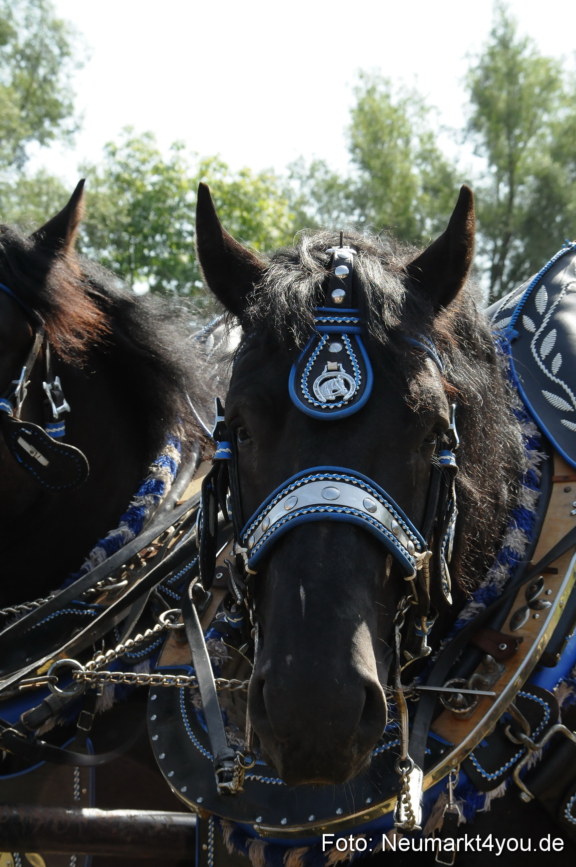 Pferde Fohlenschau 200812 0394