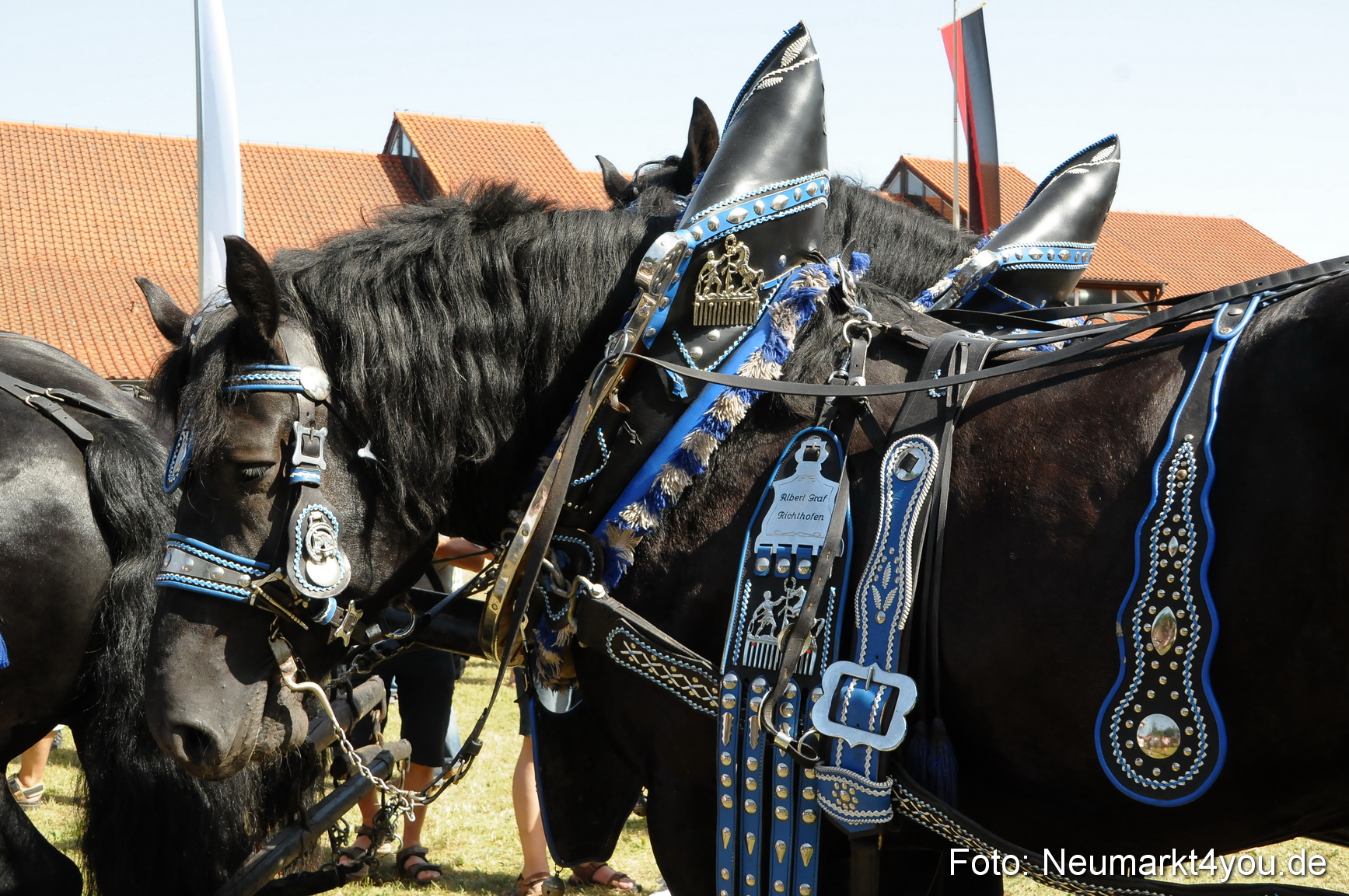 Pferde Fohlenschau 200812 0396