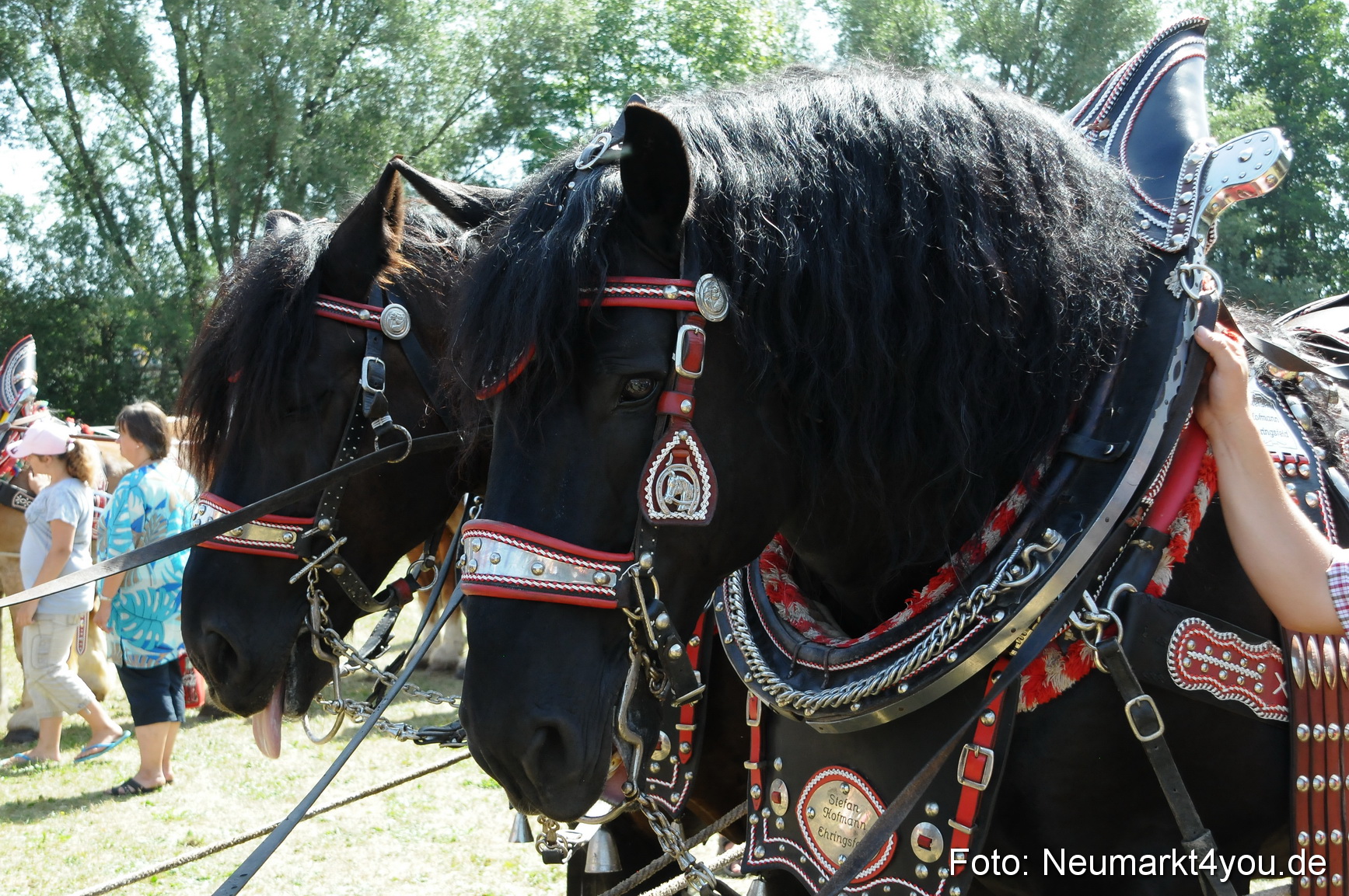 Pferde Fohlenschau 200812 0397