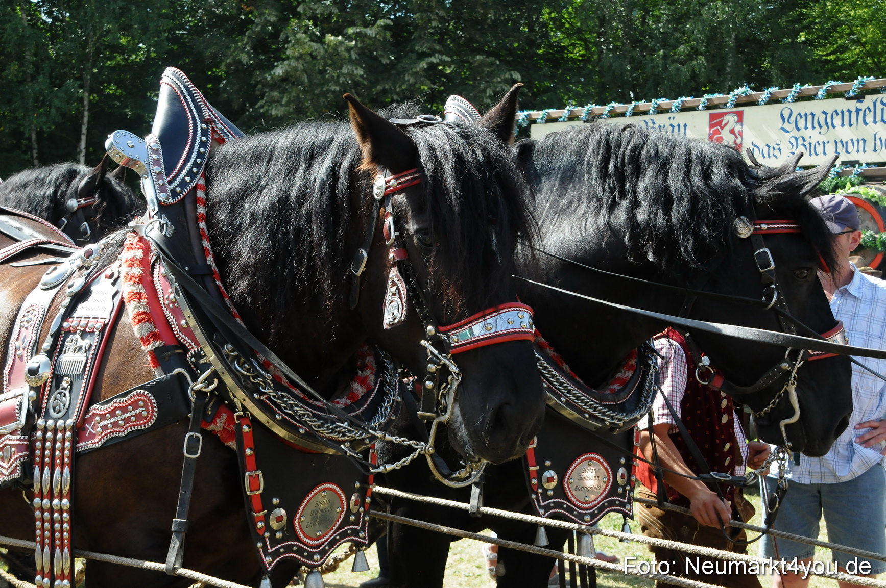 Pferde Fohlenschau 200812 0398