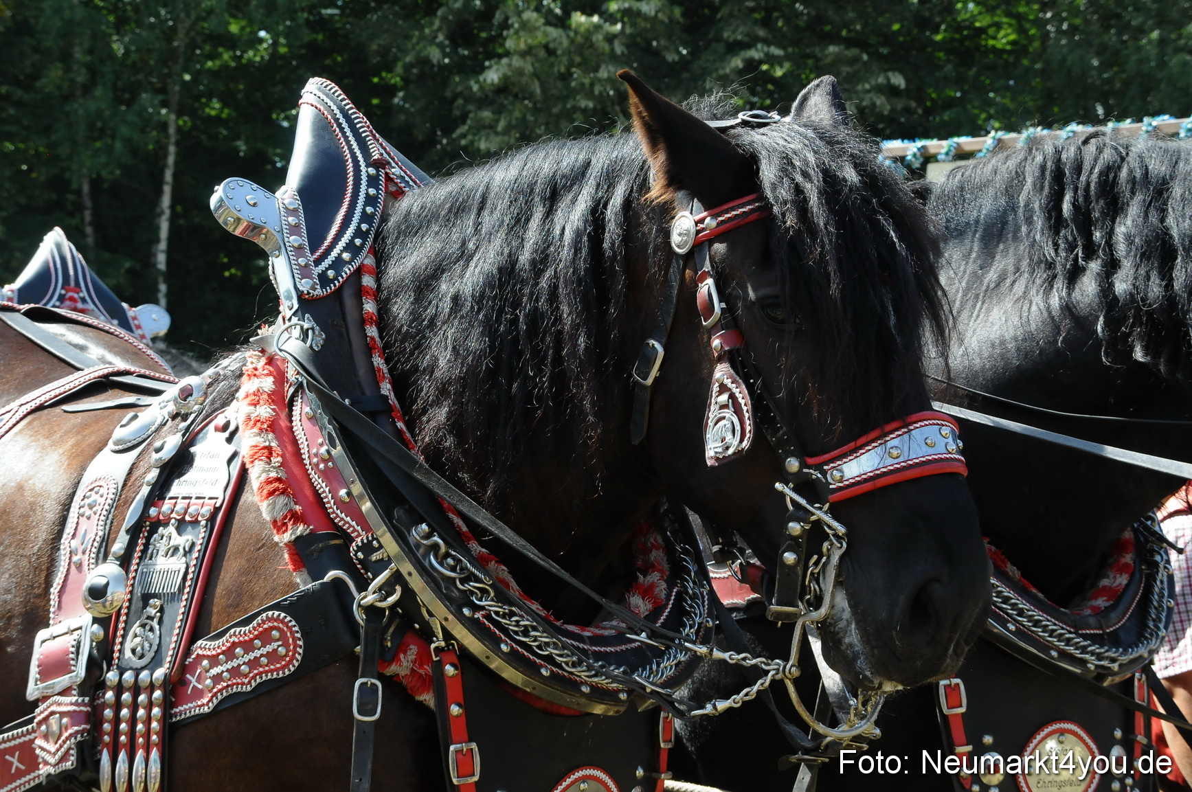 Pferde Fohlenschau 200812 0399