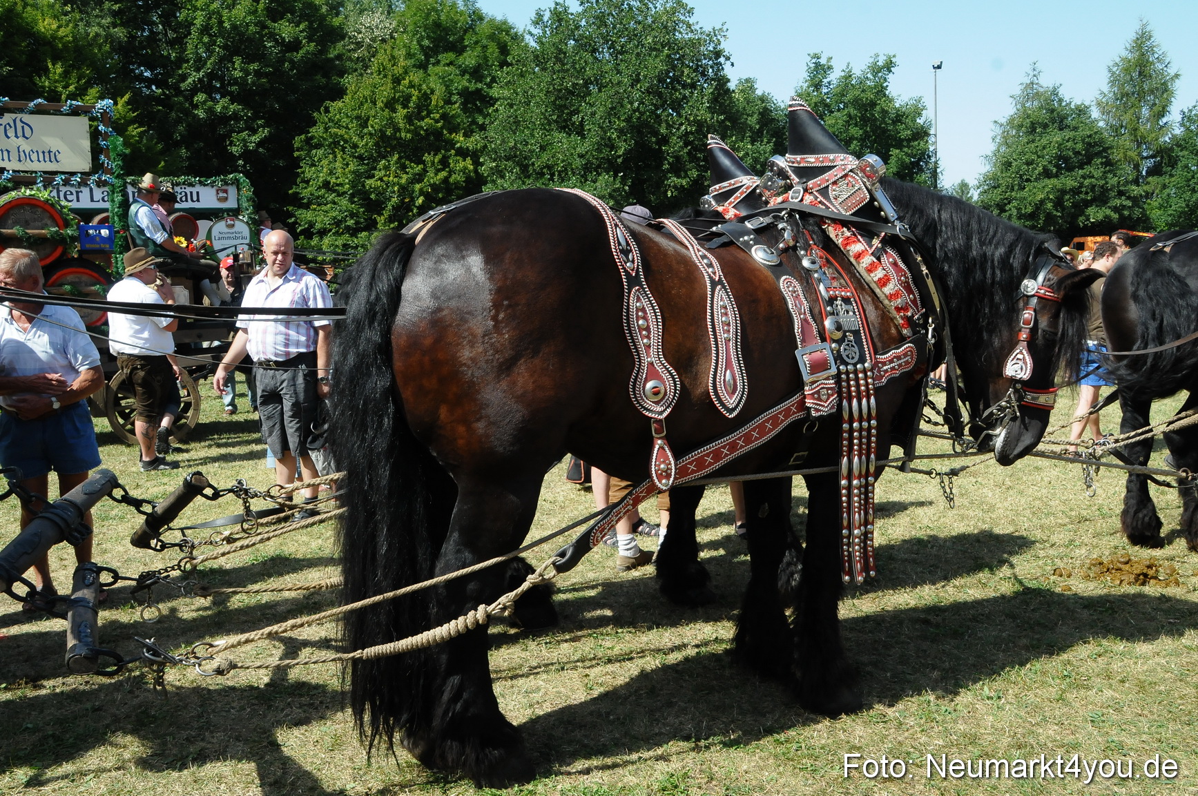 Pferde Fohlenschau 200812 0400