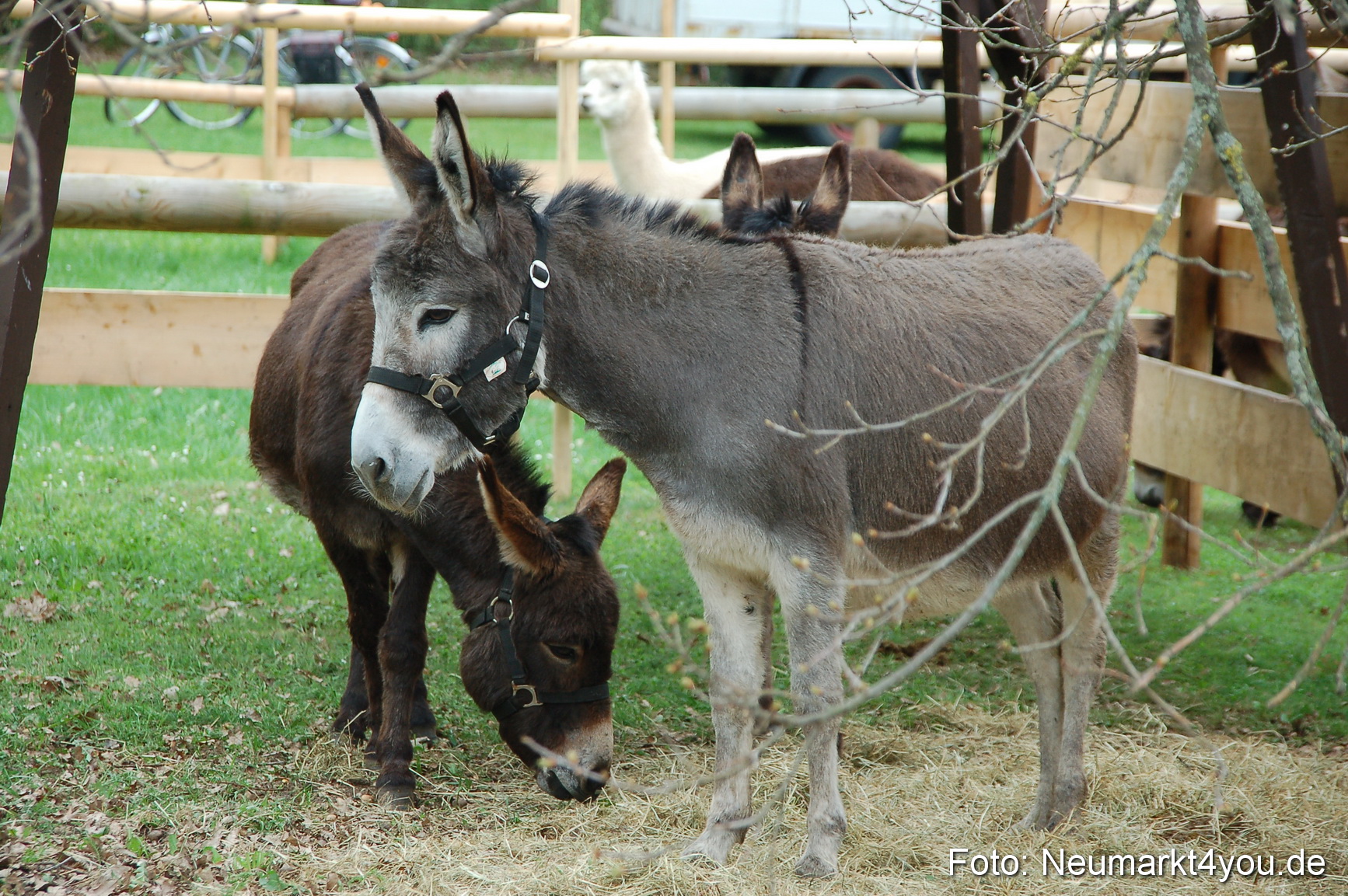 Fruehlingsfest 2013 0066