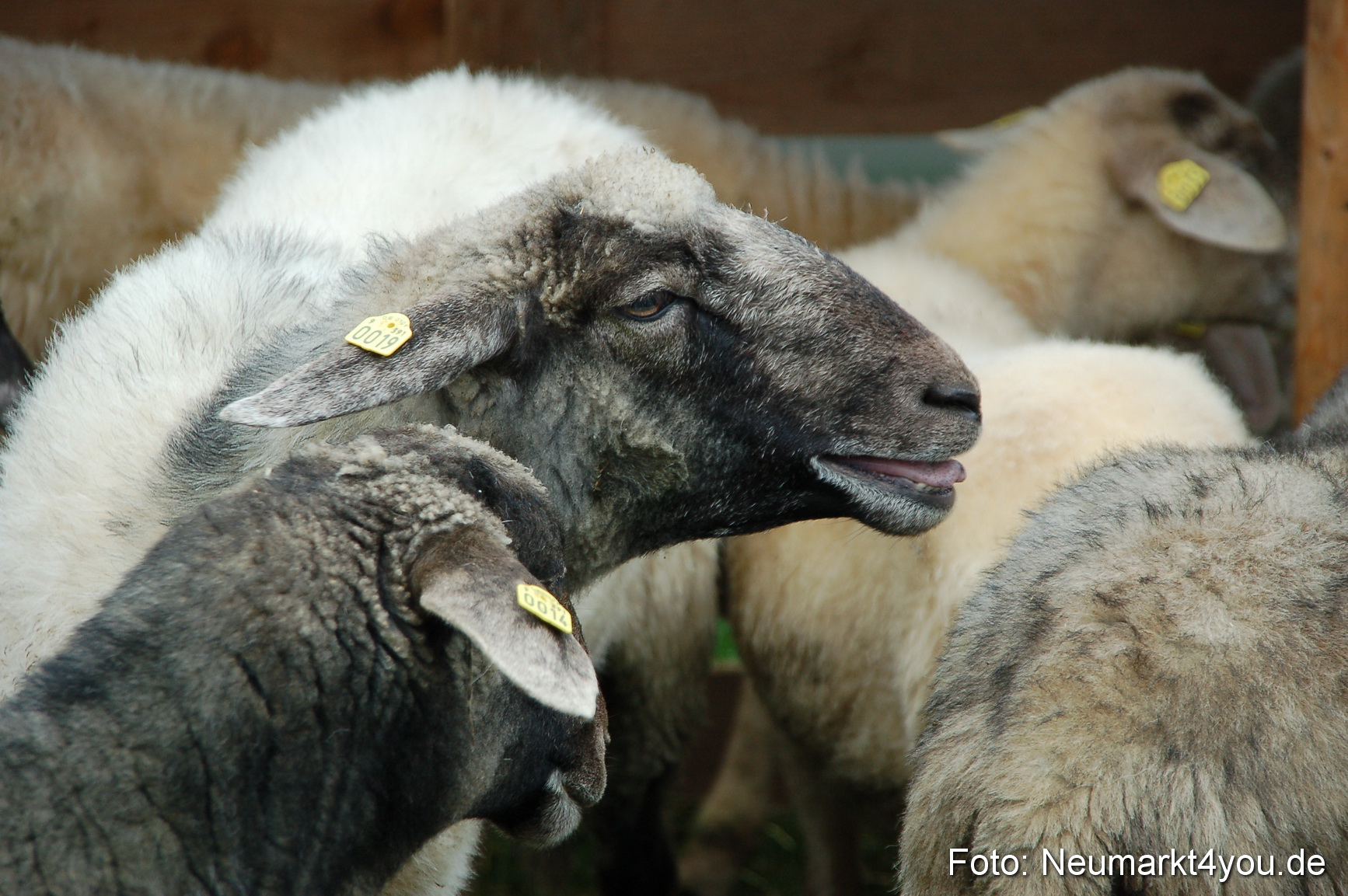 Fruehlingsfest 2013 0068