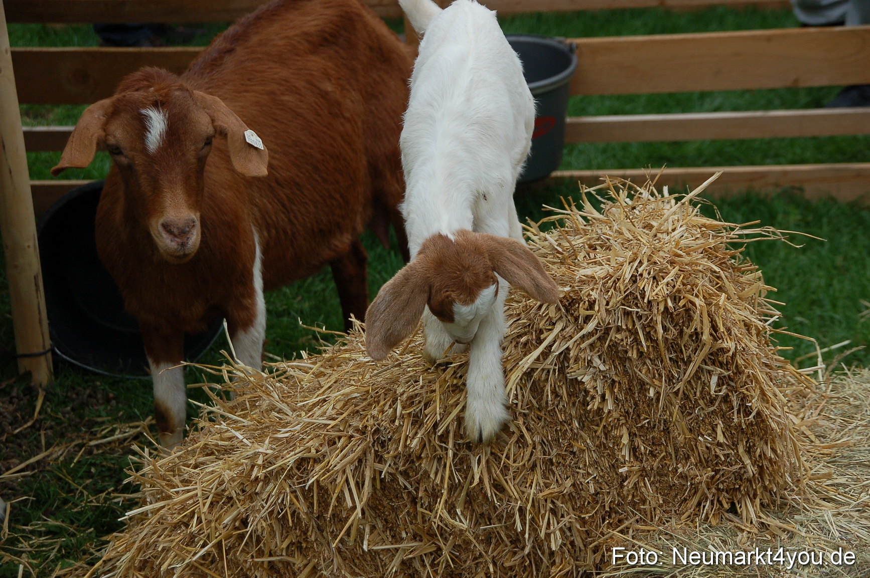 Fruehlingsfest 2013 0069