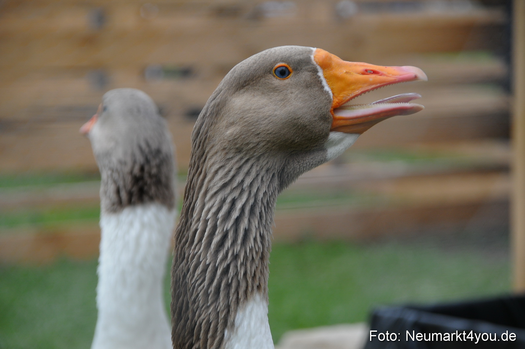Fruehlingsfest 2013 0081