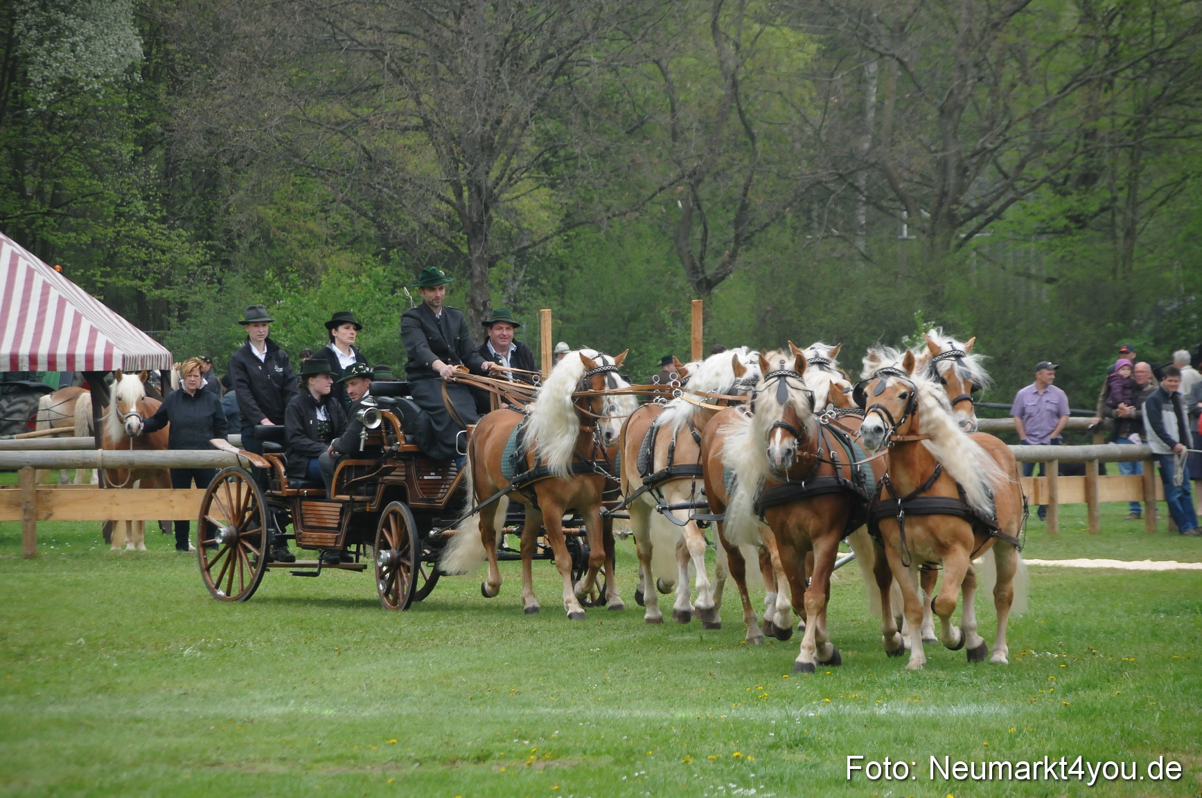Haflingertreffen Neumarkt 010513 0001