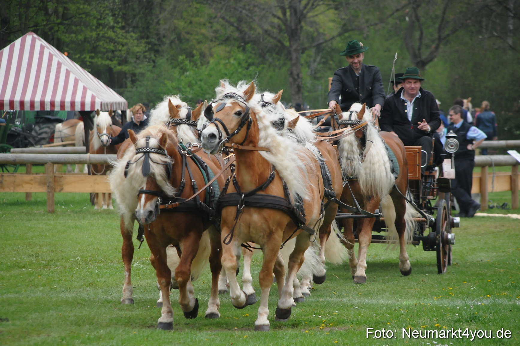 Haflingertreffen Neumarkt 010513 0002