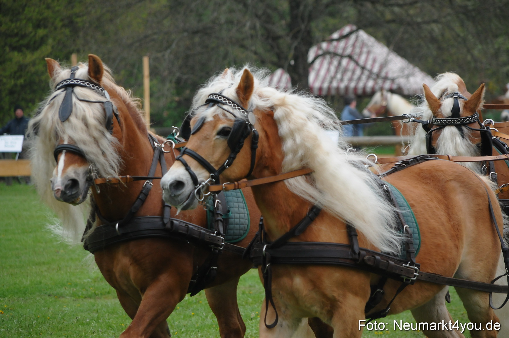 Haflingertreffen Neumarkt 010513 0004