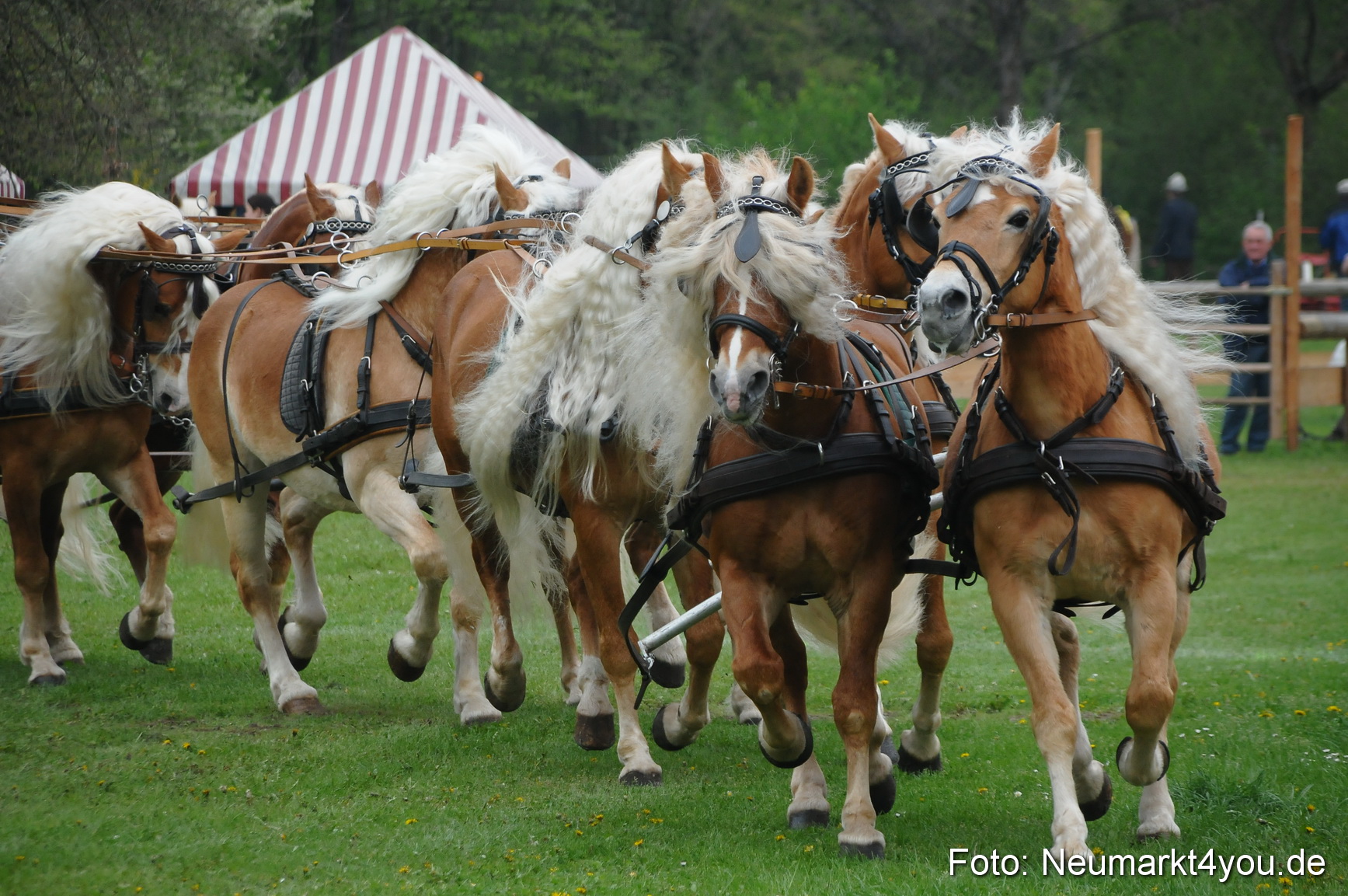 Haflingertreffen Neumarkt 010513 0005
