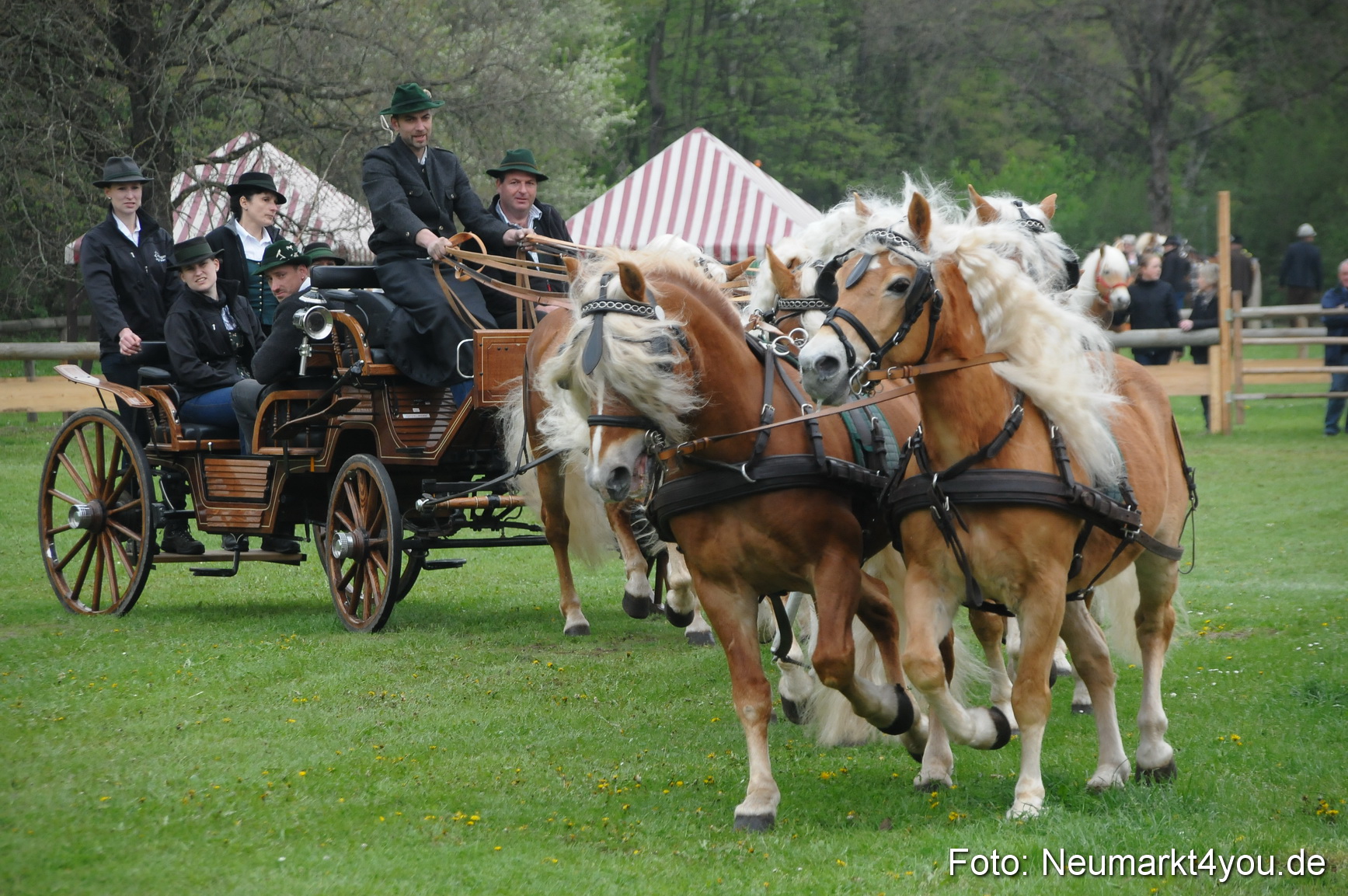 Haflingertreffen Neumarkt 010513 0006