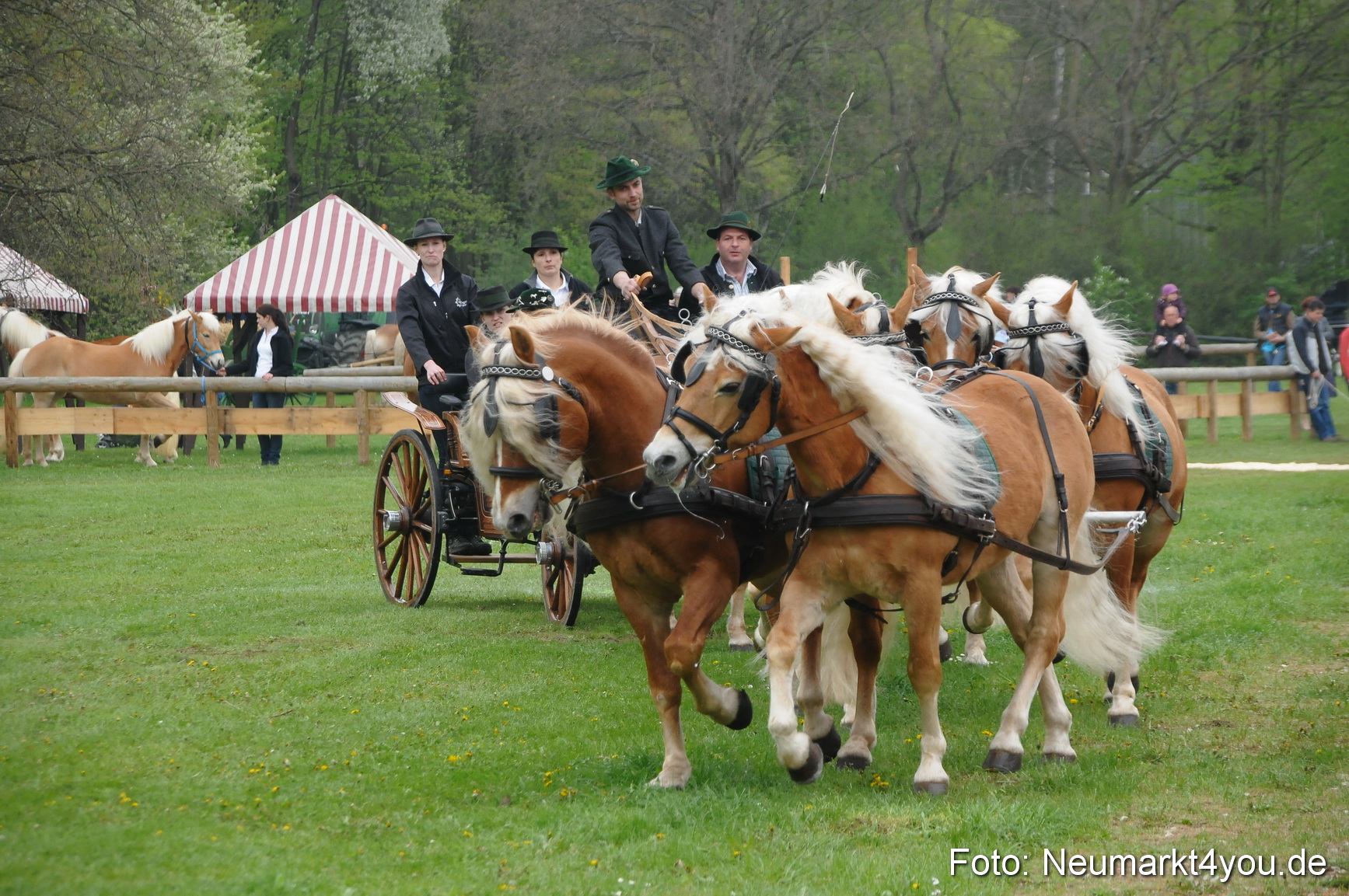 Haflingertreffen Neumarkt 010513 0007