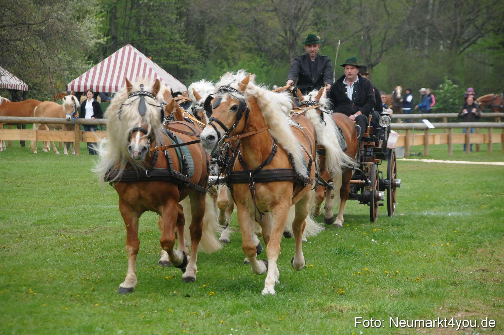 Haflingertreffen Neumarkt 010513 0009