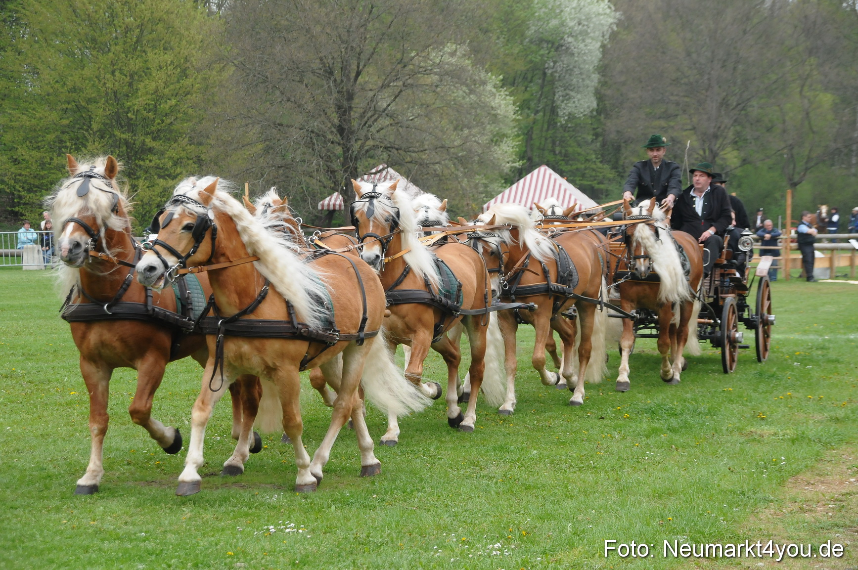 Haflingertreffen Neumarkt 010513 0010